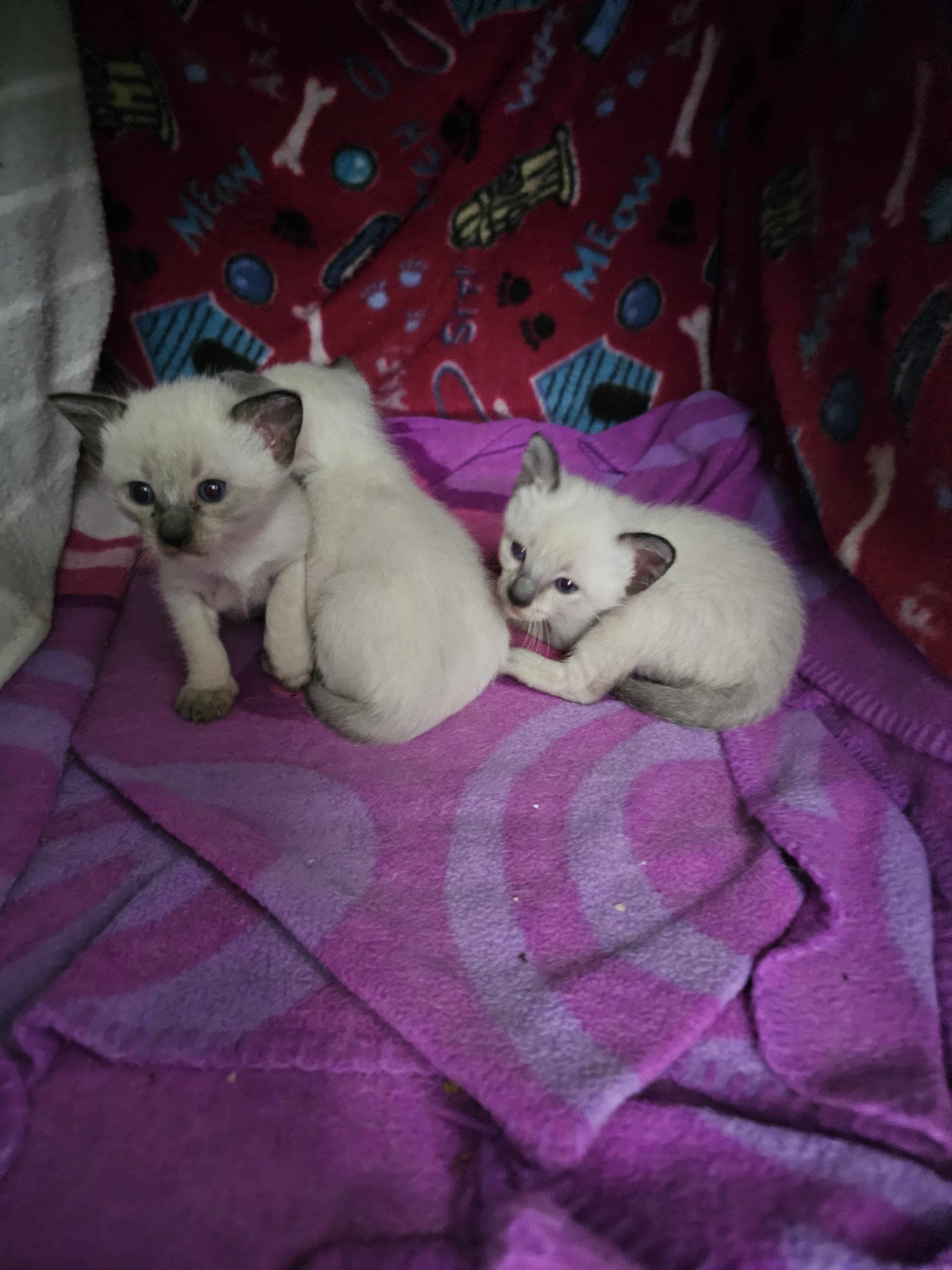 Traditional Traditional Applehead purebred Siamese image 10