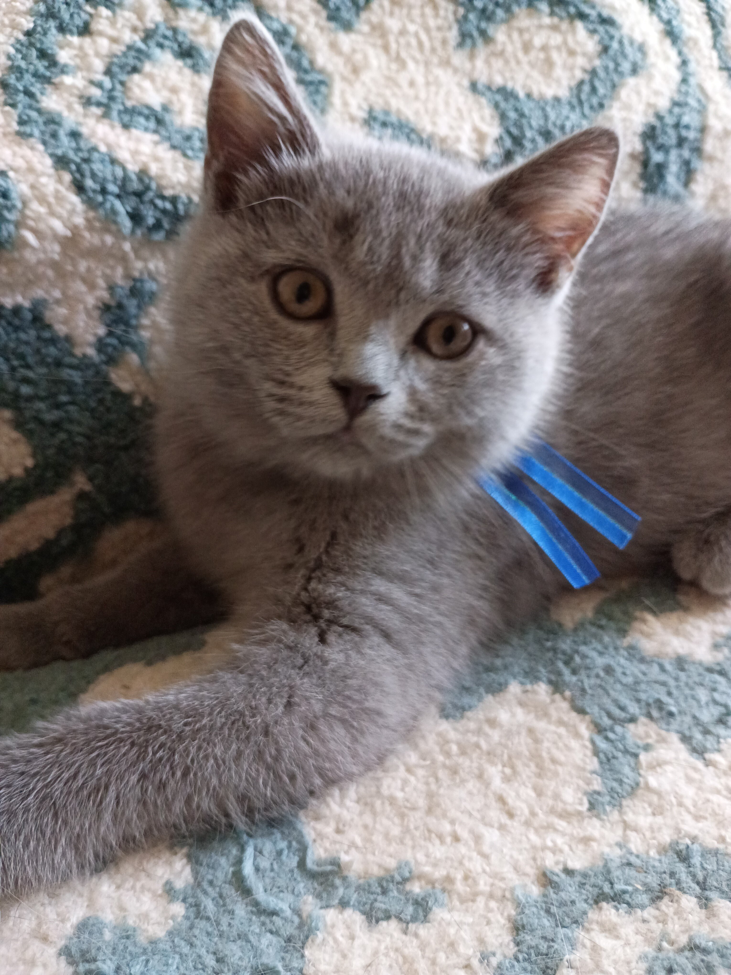 British shorthair kittens image 2