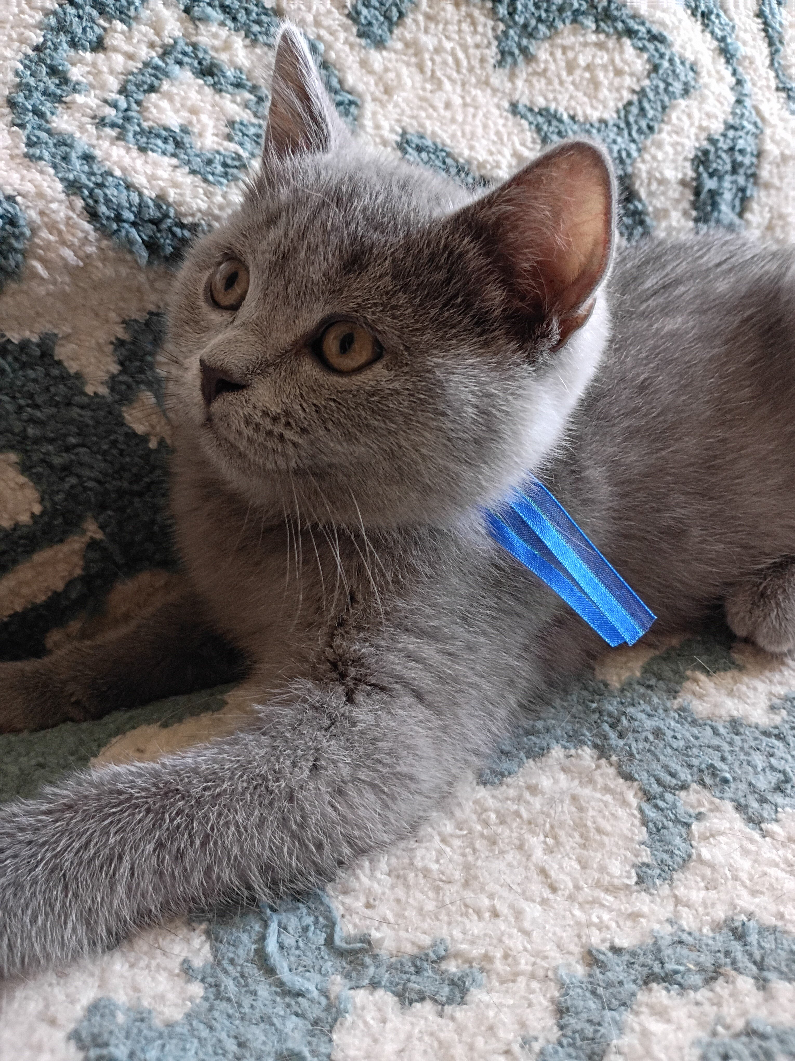 British shorthair kittens image 1