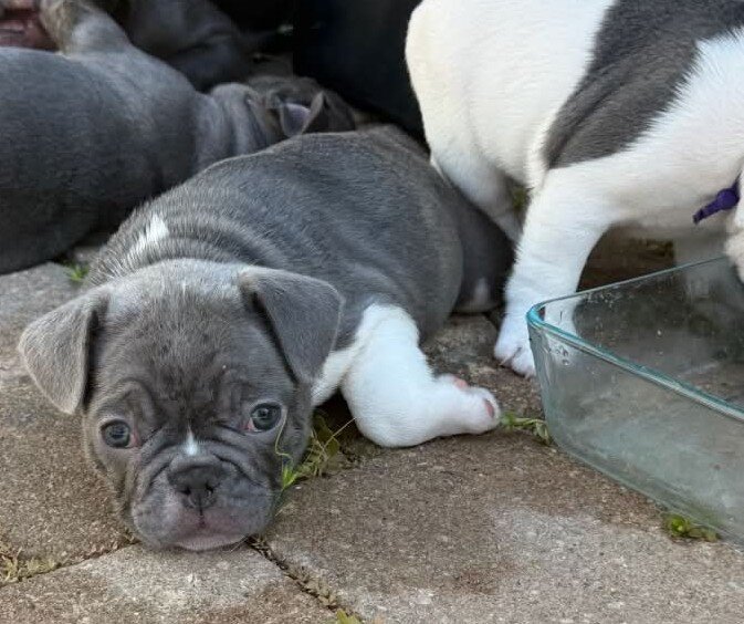 Male French Bulldog - JACK image 1