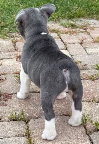 Male French Bulldog - JACK image 2