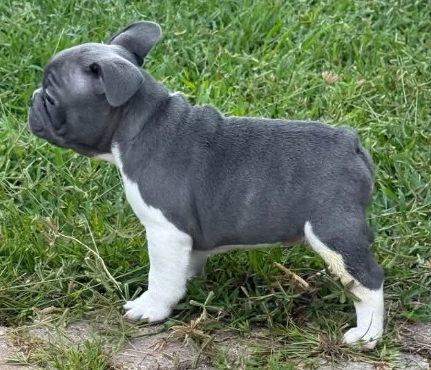 Male French Bulldog - JACK image 3