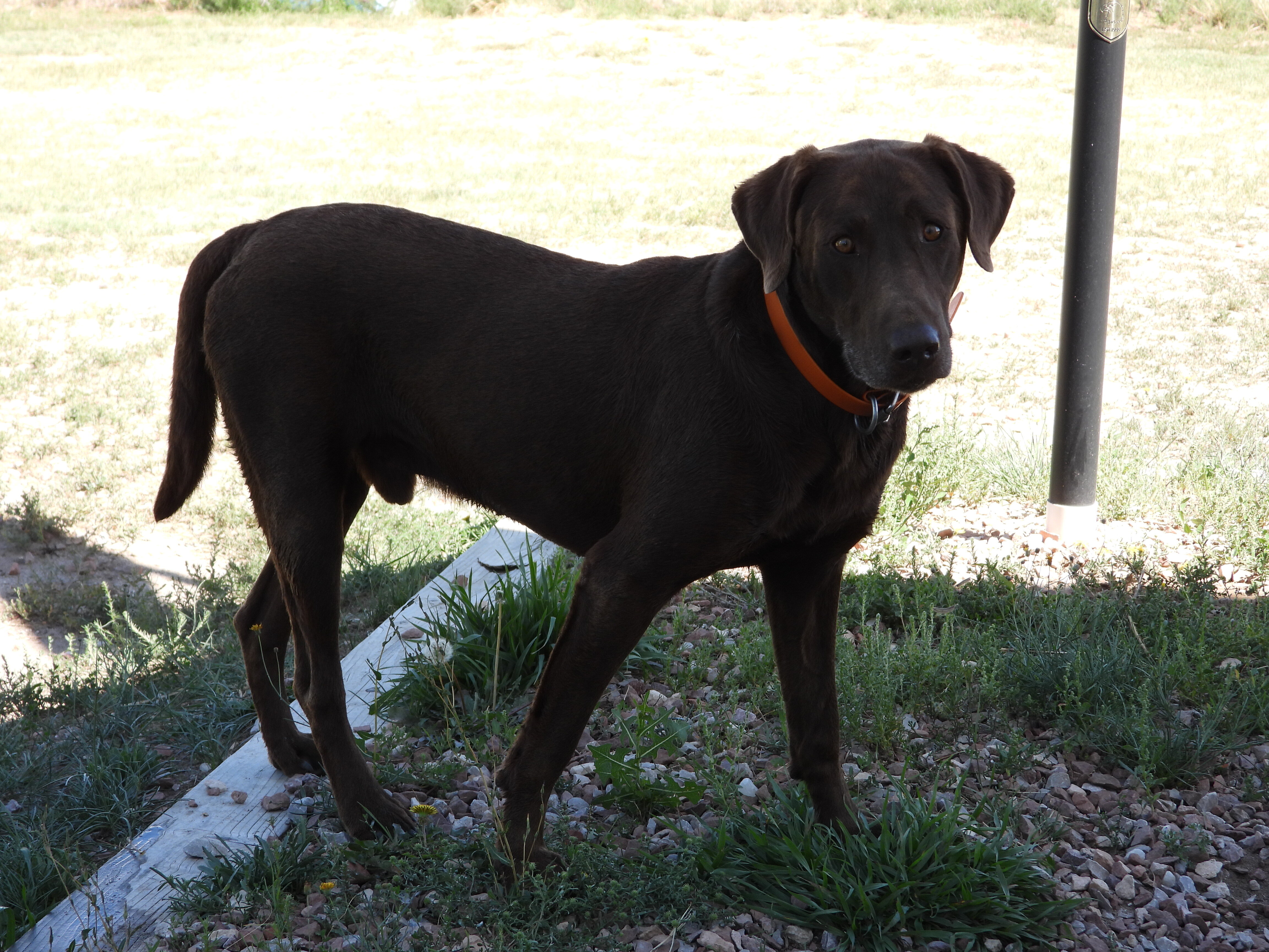 Chocolate Lab Puppies image 2