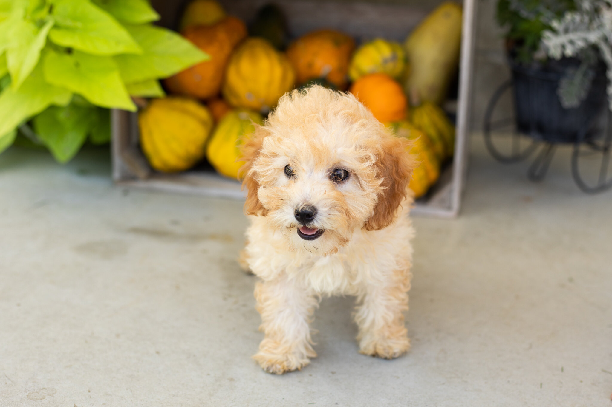 Mini poodle female pup in Indiana (Taby) image 4
