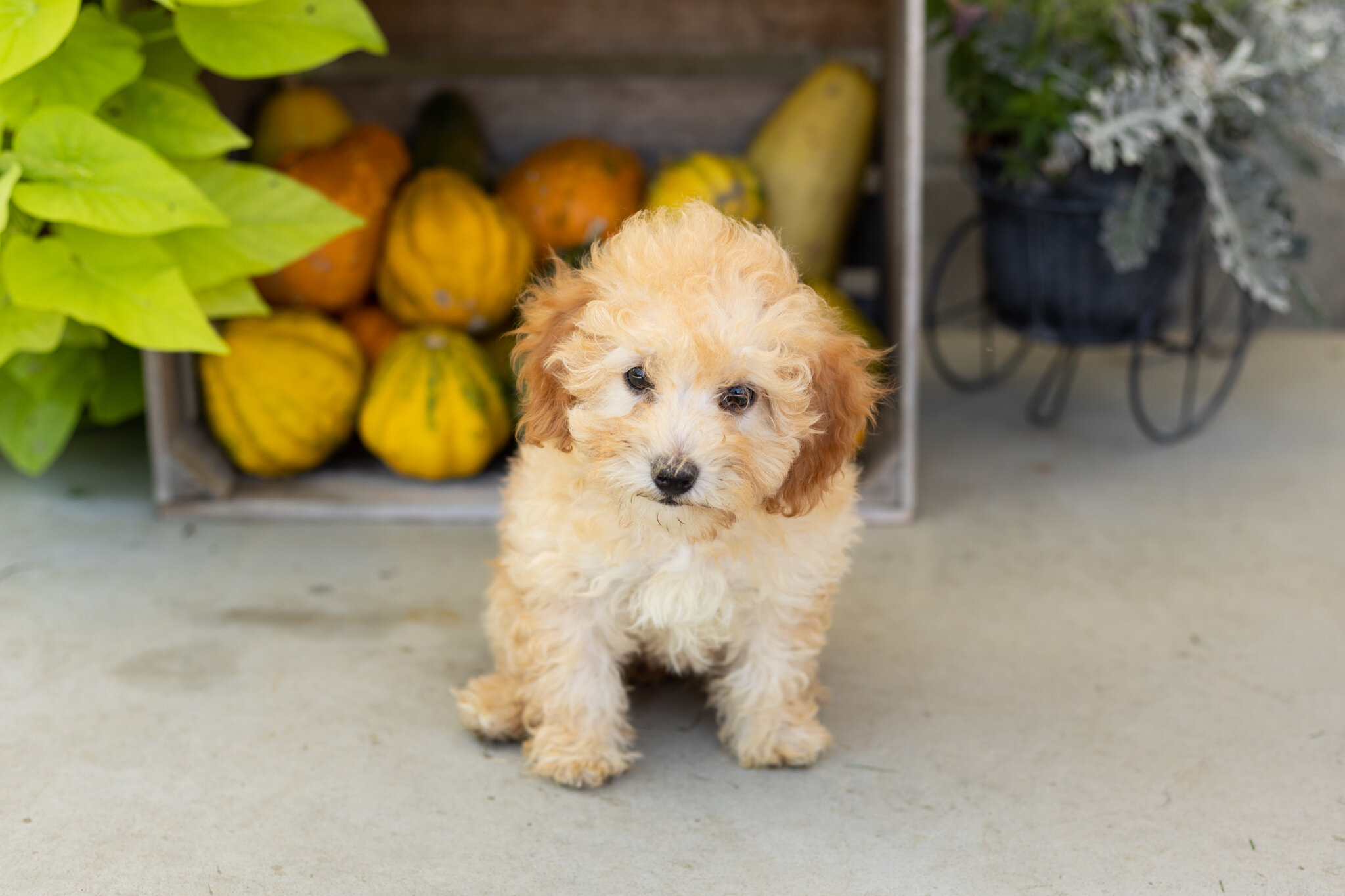 Mini poodle female pup in Indiana (Taby) image 2