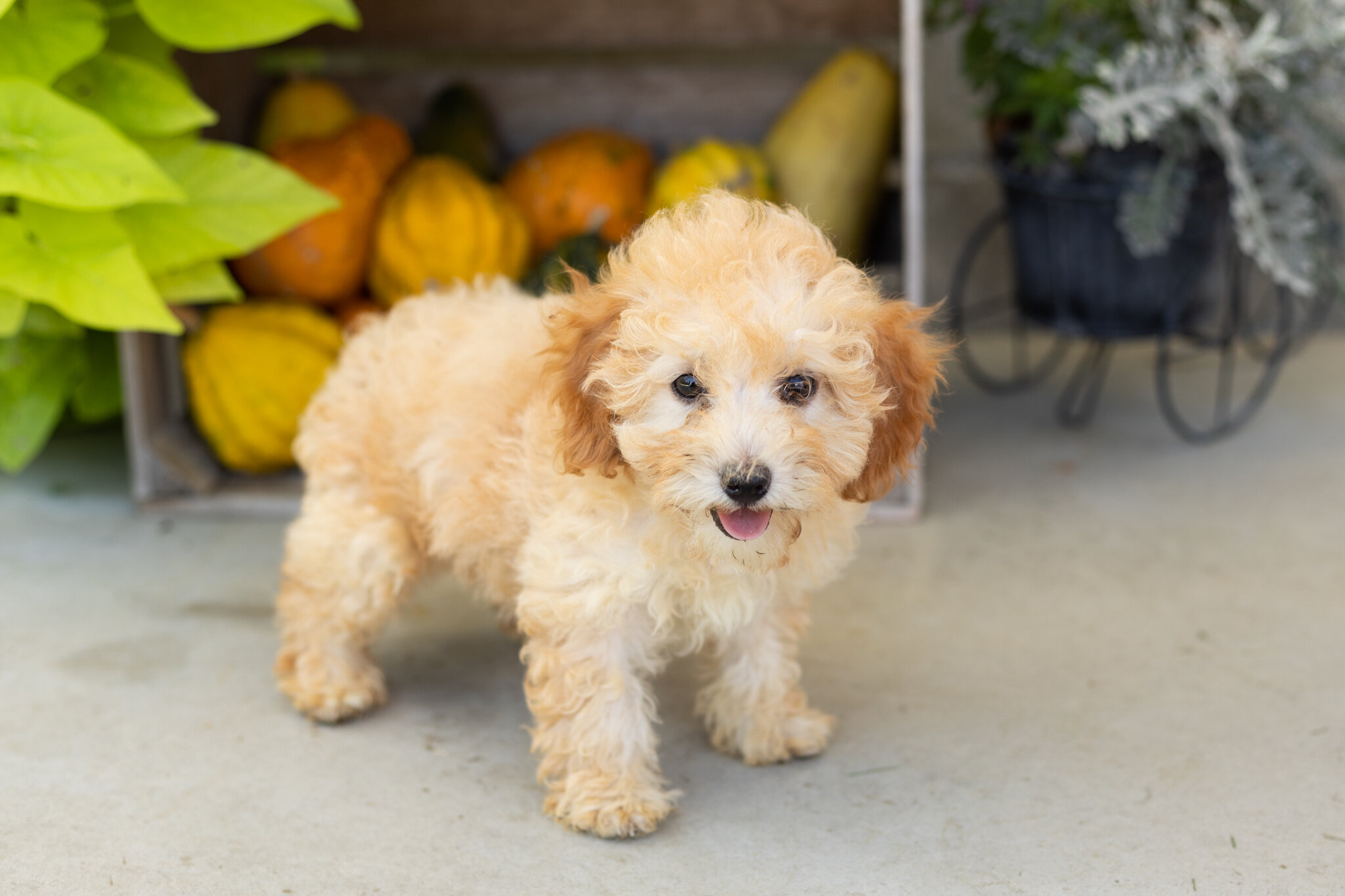 Mini poodle female pup in Indiana (Taby) image 1