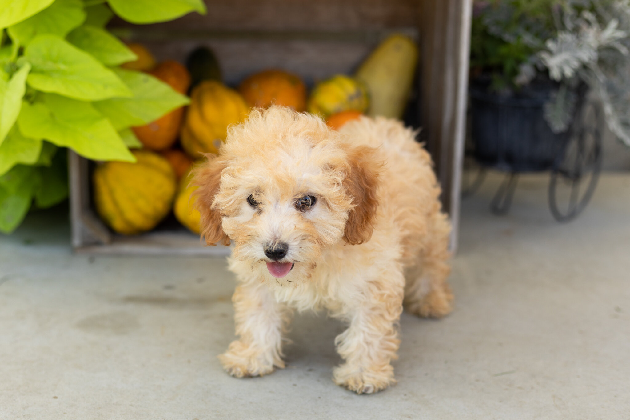 Mini poodle female pup in Indiana (Taby) image 3