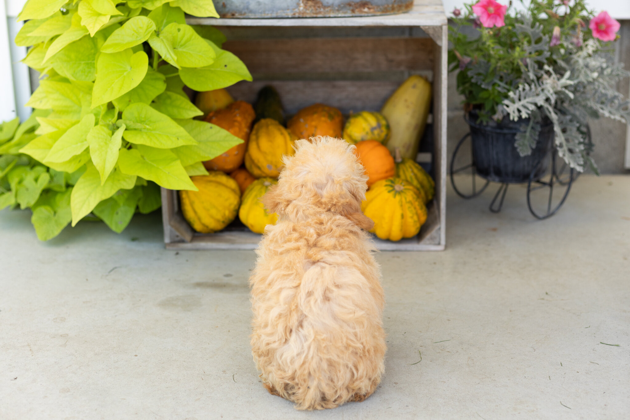 Mini poodle female pup in Indiana (Taby) image 5