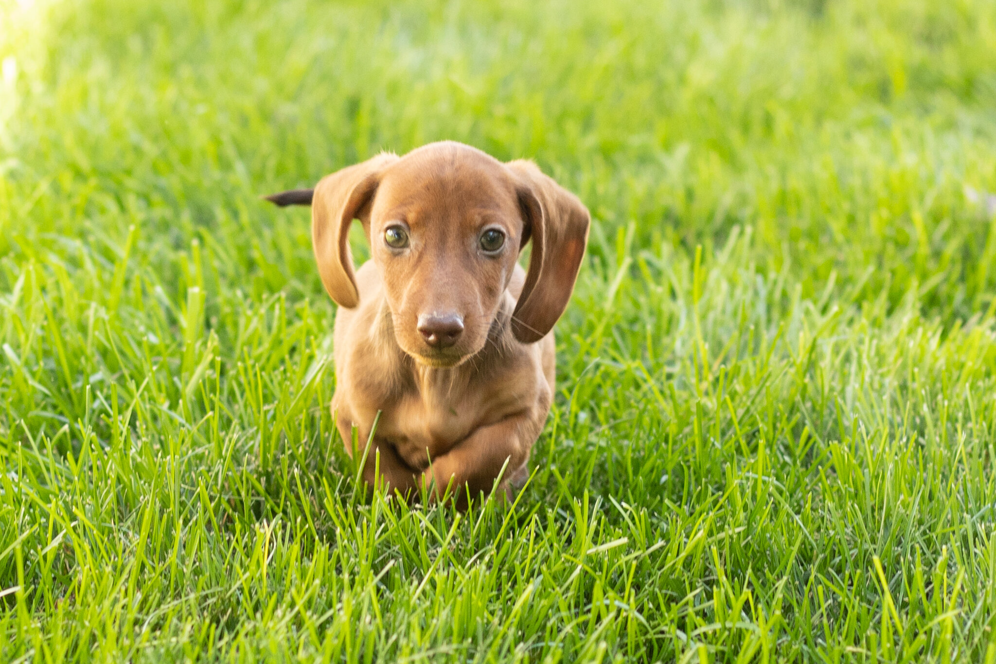 Mini Dachshund male pup in Indiana ( Ike) image 5