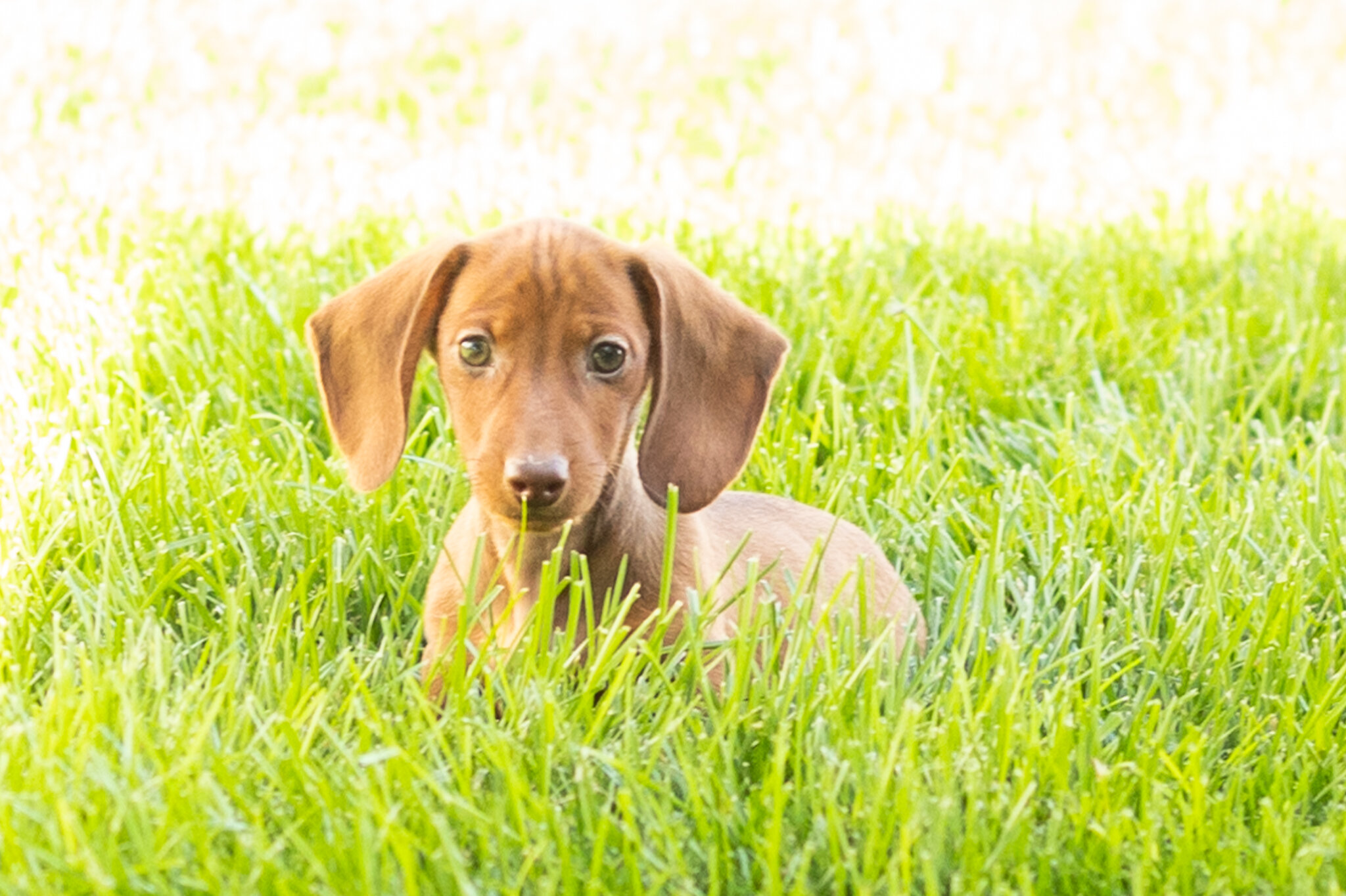 Mini Dachshund male pup in Indiana ( Ike) image 6