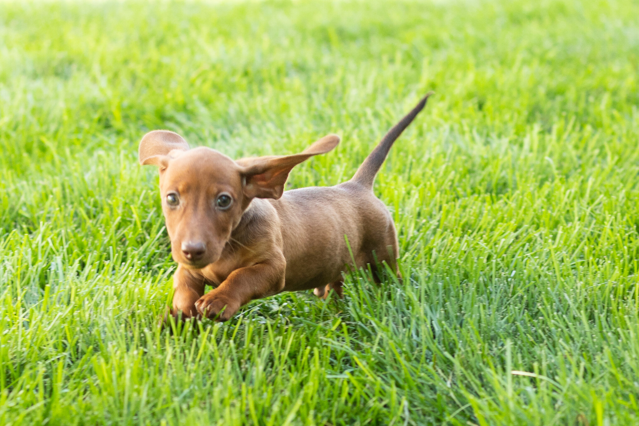 Mini Dachshund male pup in Indiana ( Ike) image 7