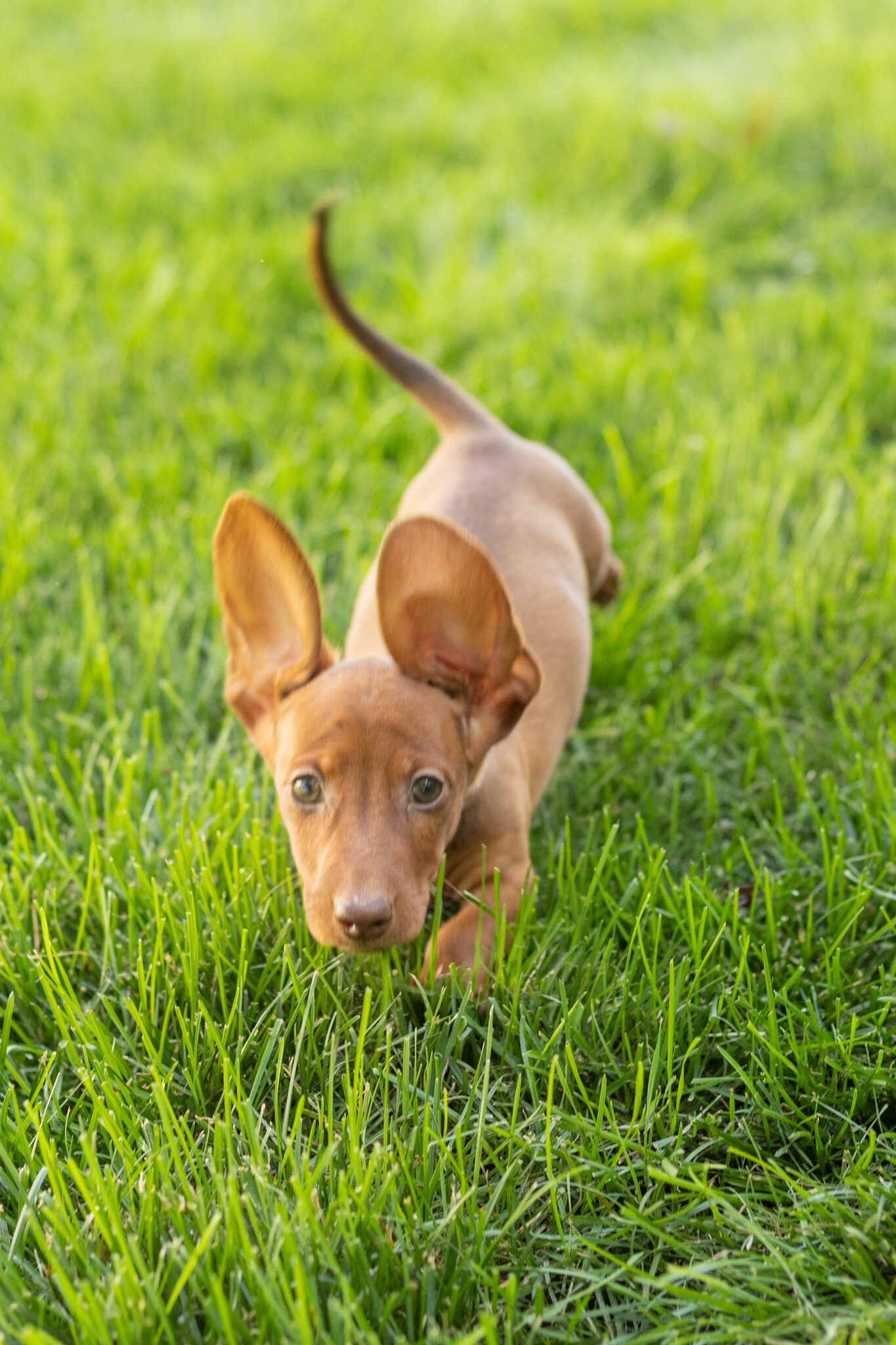 Mini Dachshund male pup in Indiana ( Ike) image 8