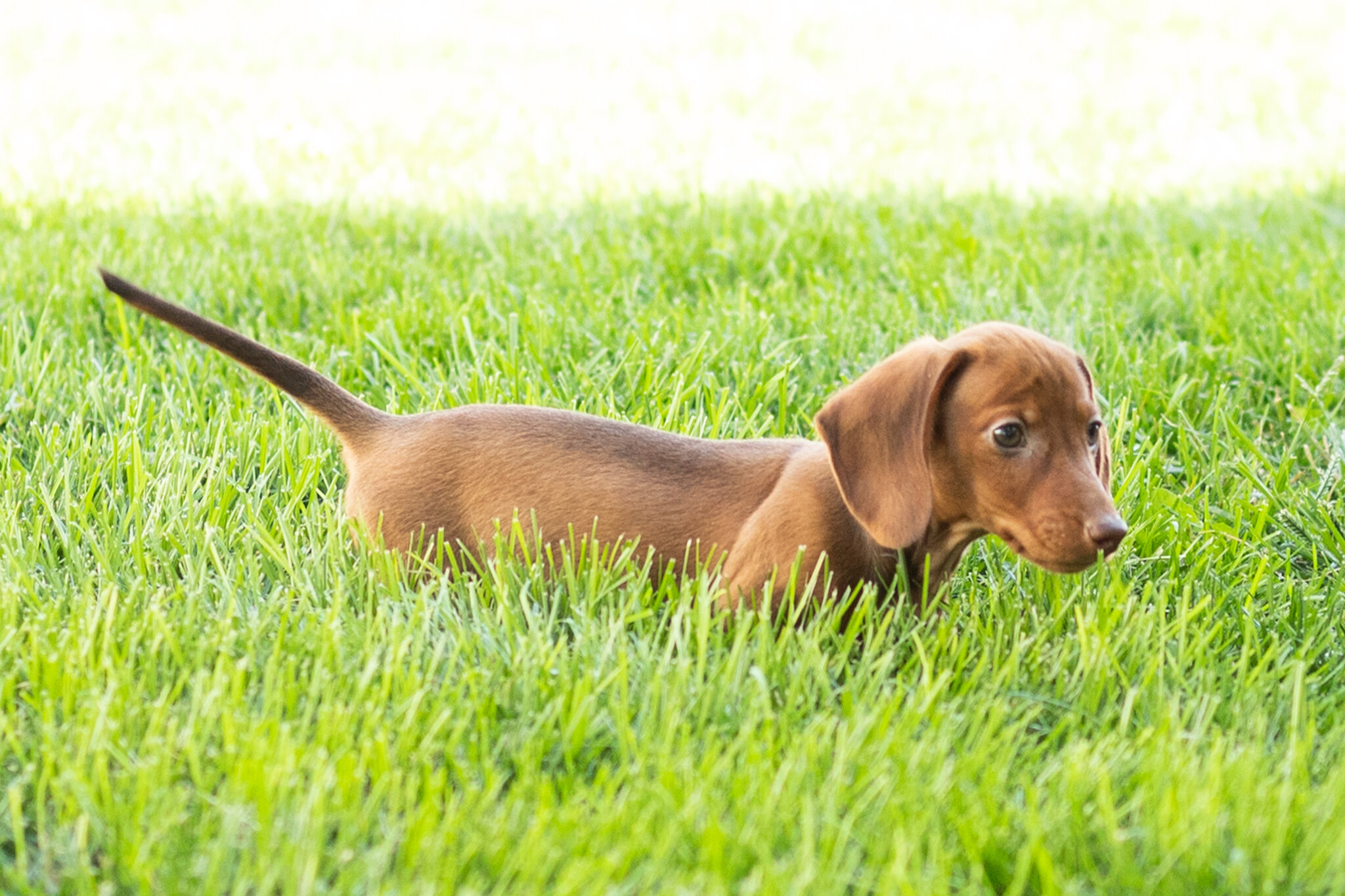 Mini Dachshund male pup in Indiana ( Ike) image 9