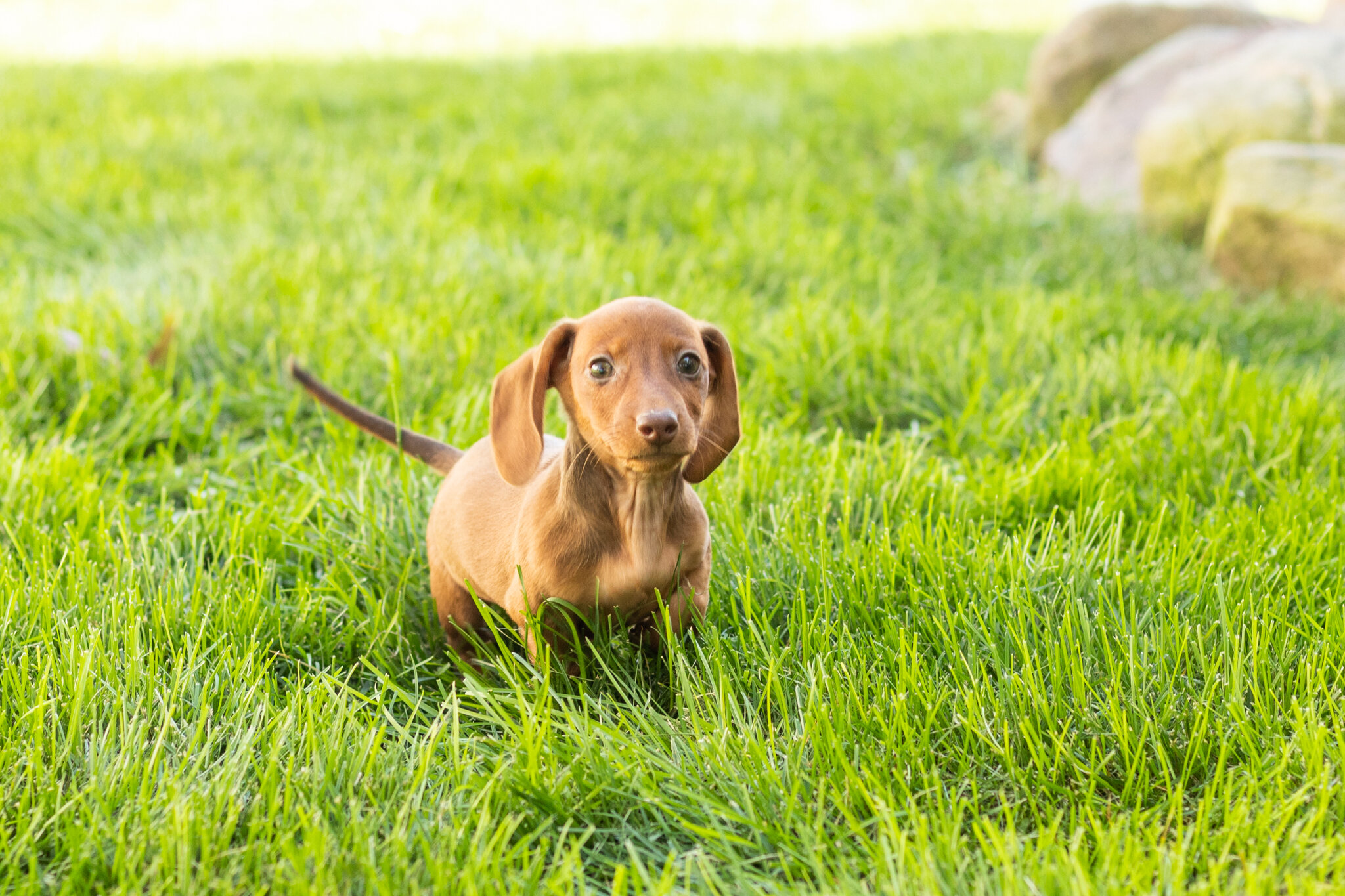 Mini Dachshund male pup in Indiana ( Ike) image 10