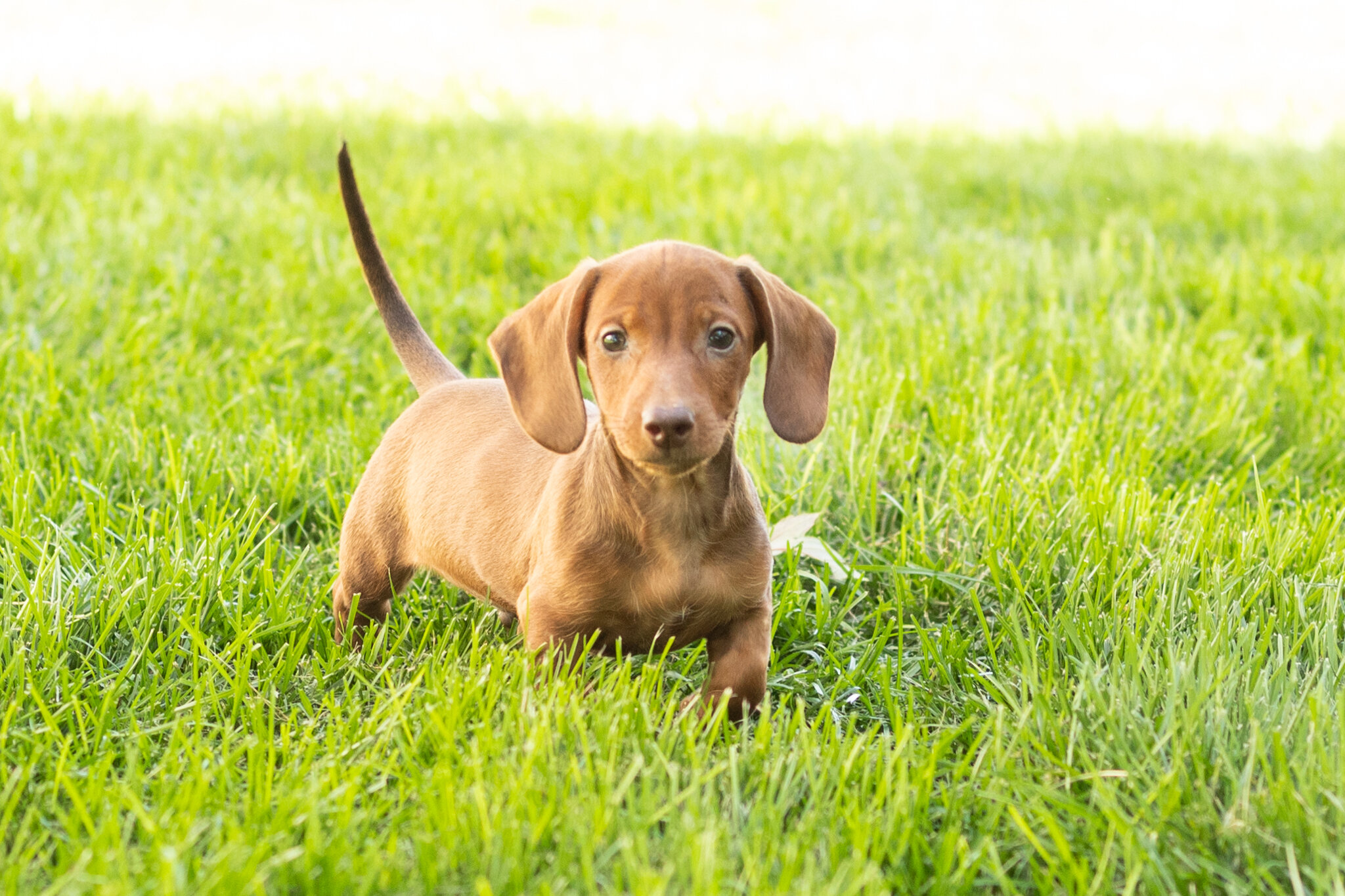 Mini Dachshund male pup in Indiana ( Ira) image 7