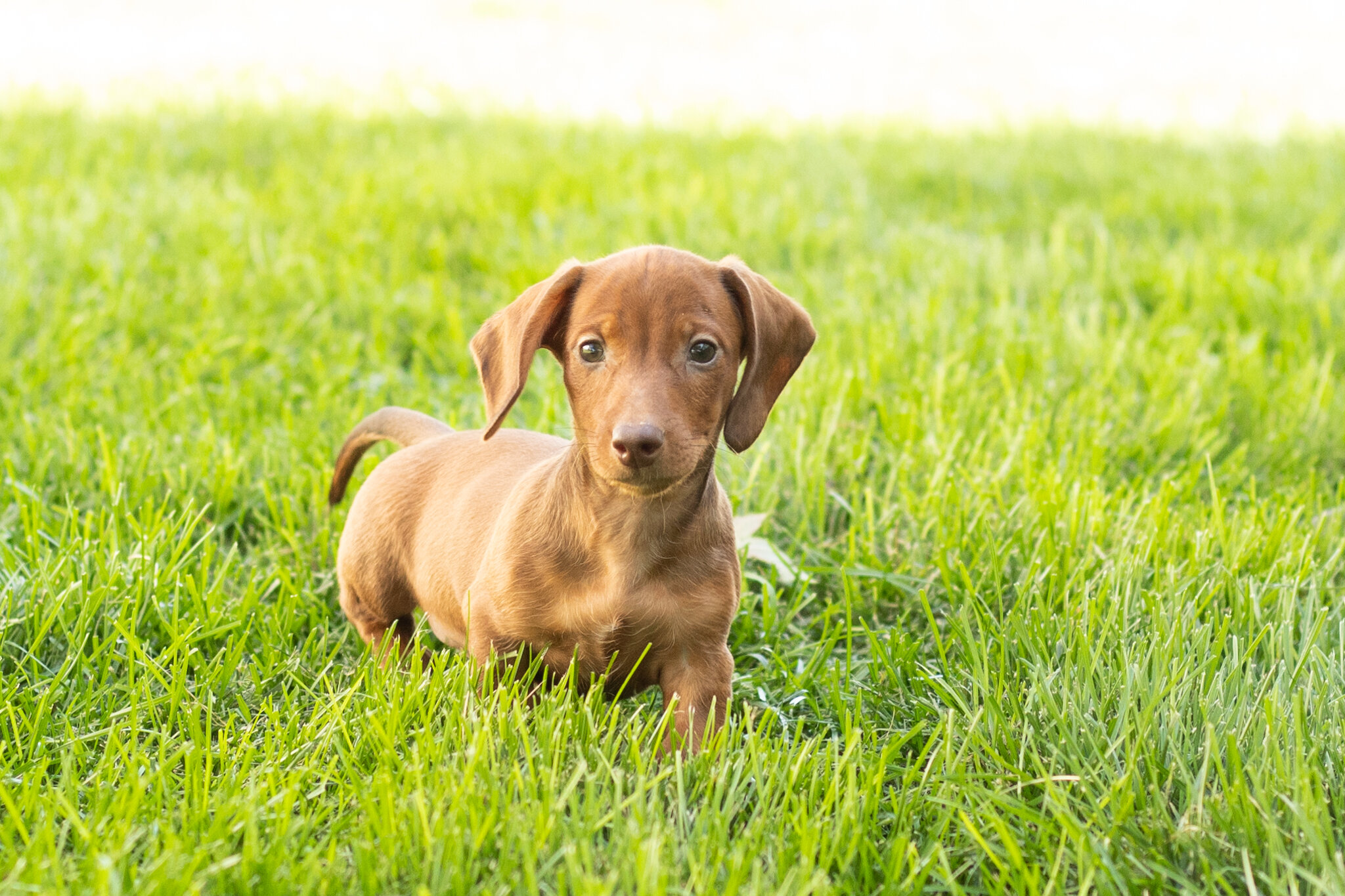 Mini Dachshund male pup in Indiana ( Ira) image 8