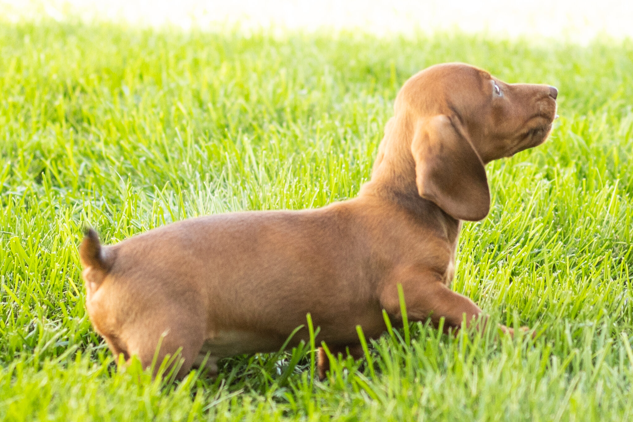 Mini Dachshund male pup in Indiana ( Ira) image 9