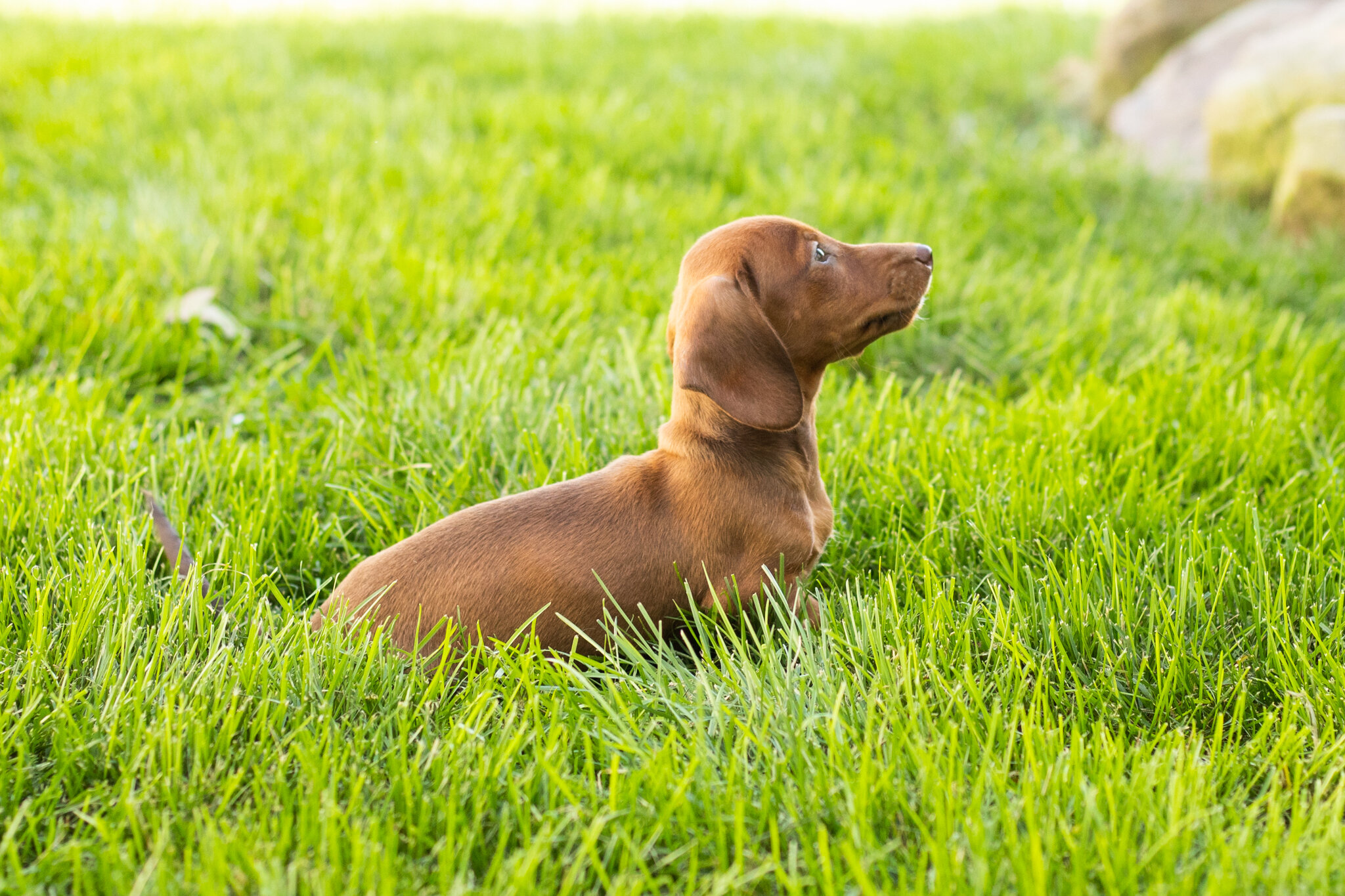 Mini Dachshund male pup in Indiana ( Ira) image 10