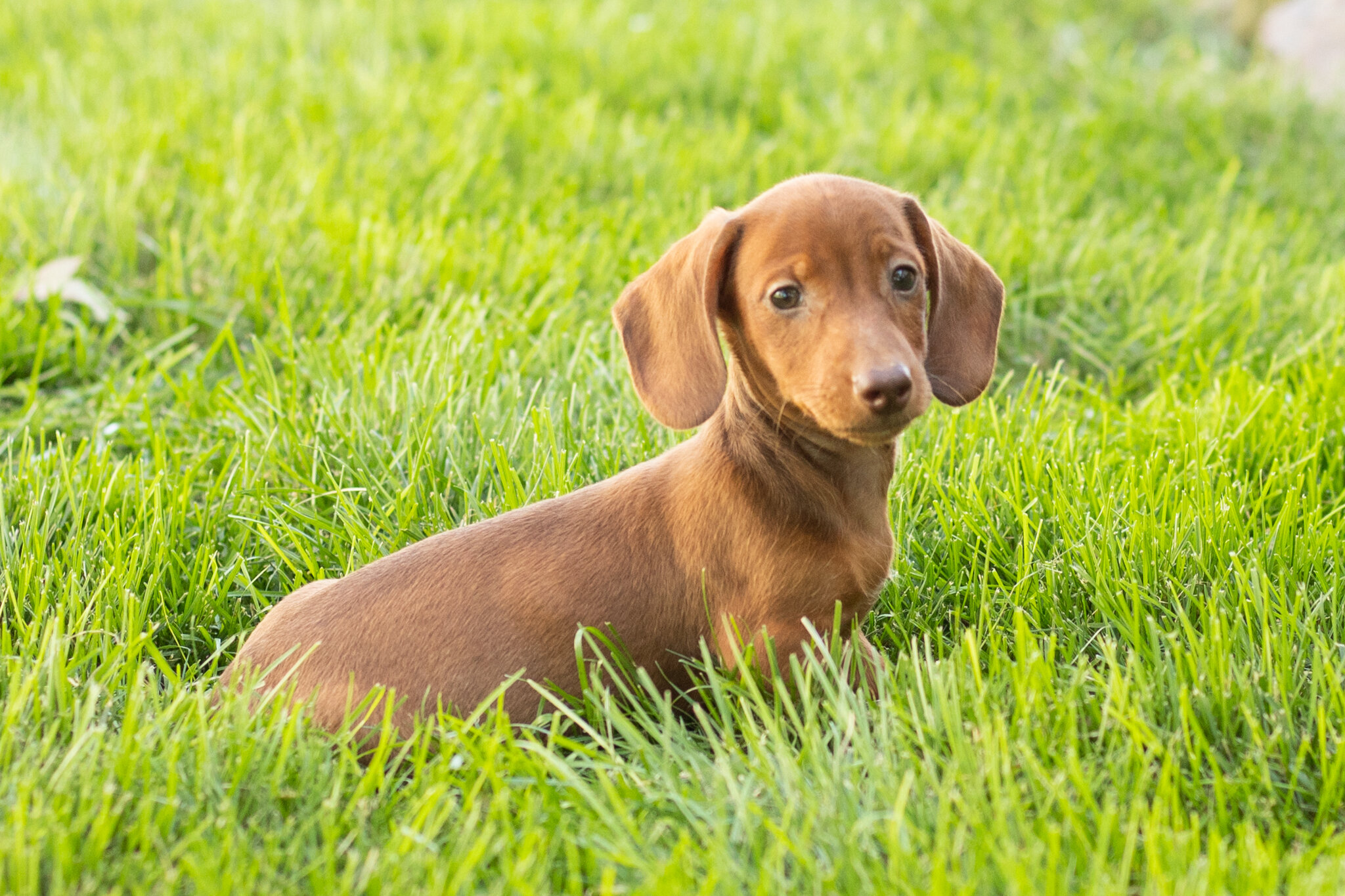 Mini Dachshund male pup in Indiana ( Ira) image 1