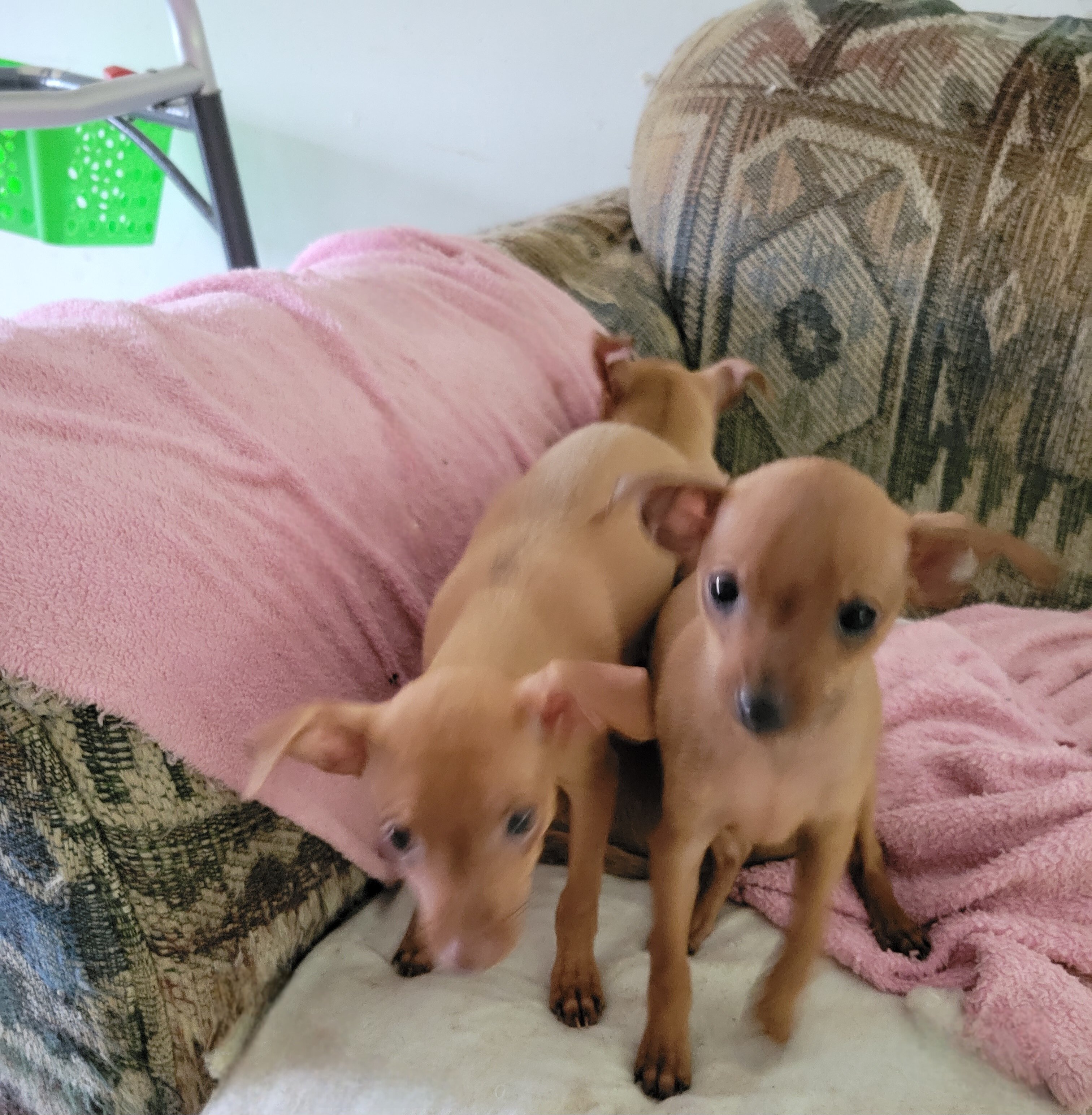 Minpin puppies image 8