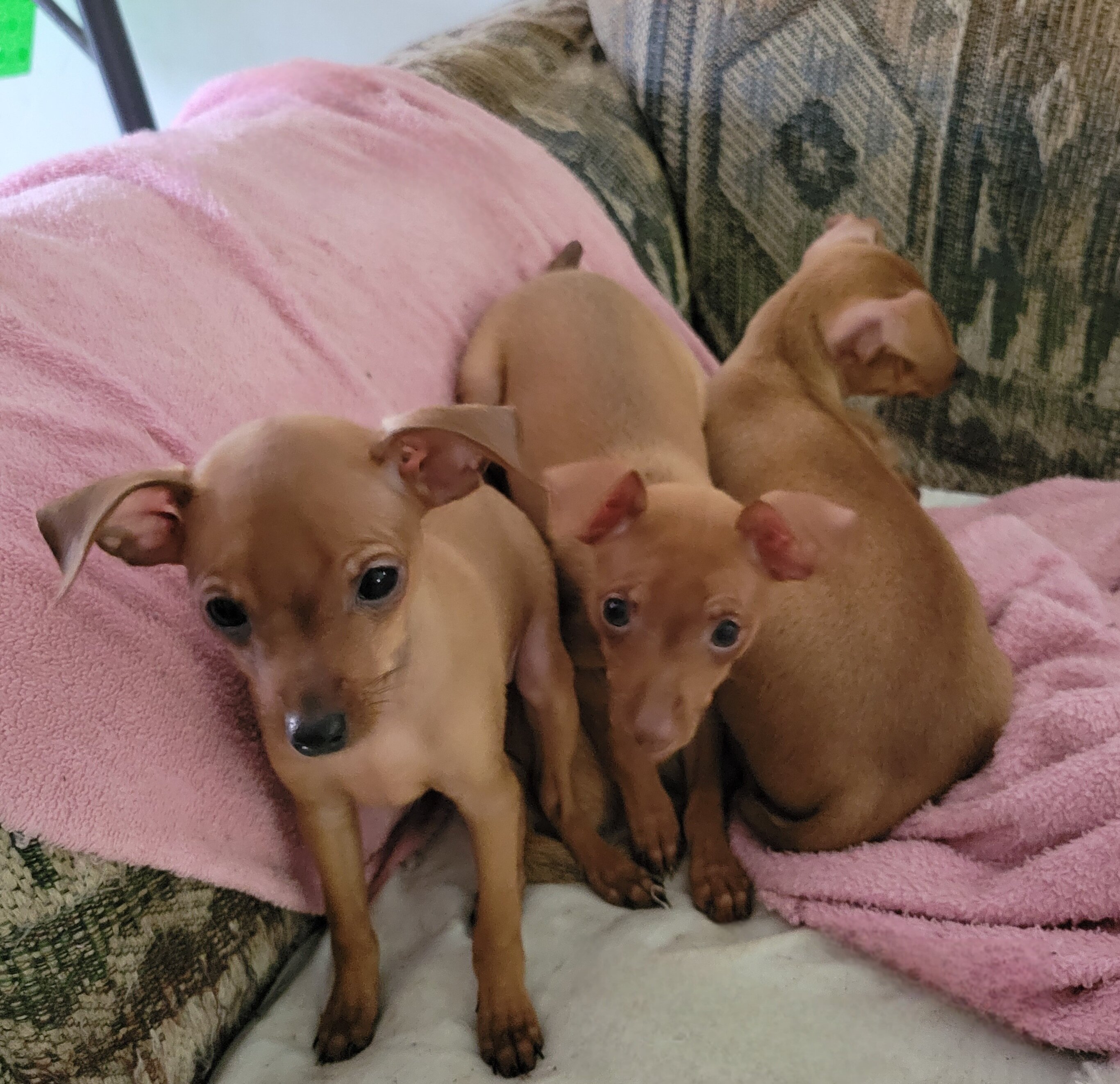 Minpin puppies image 7