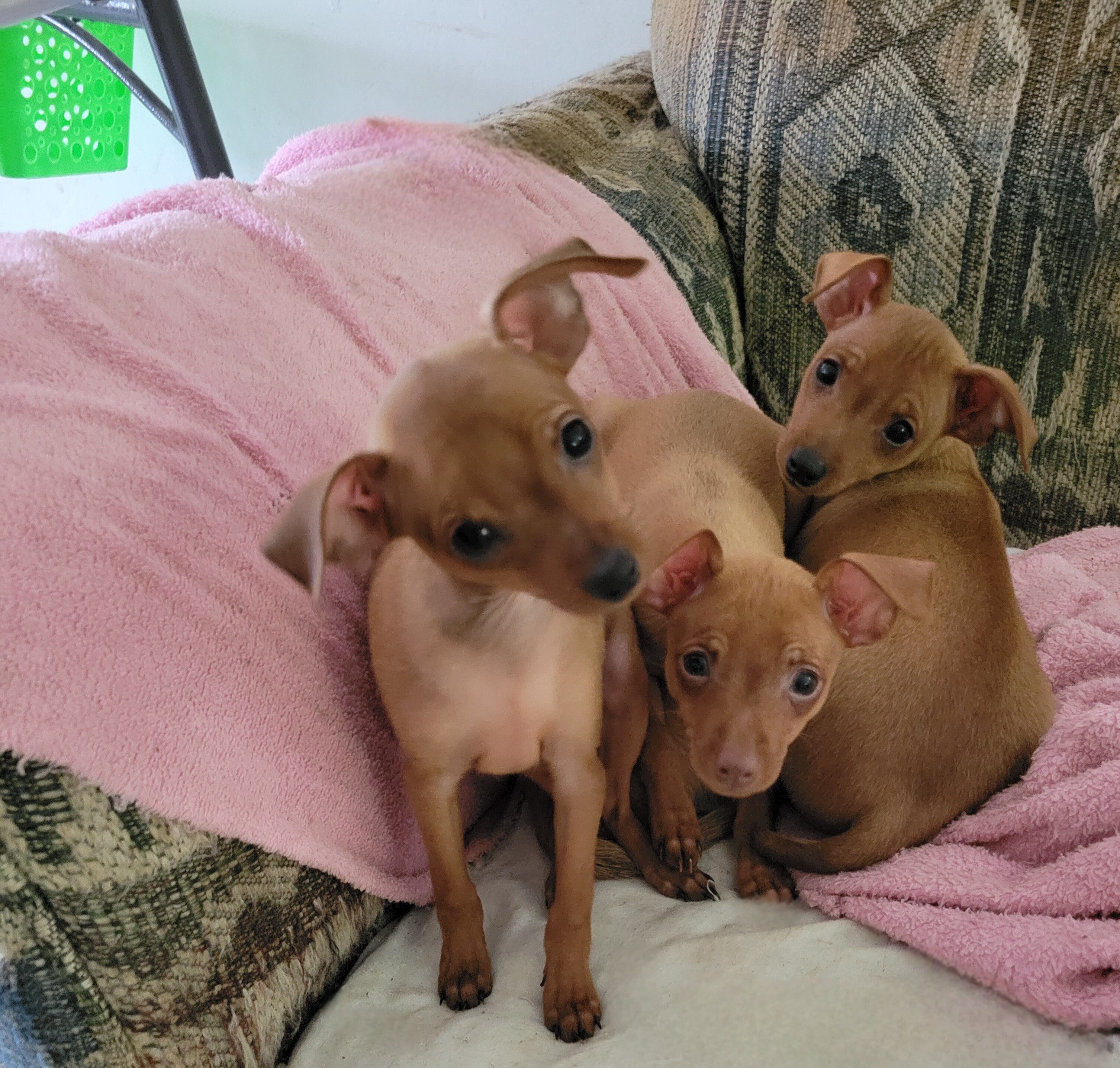 Minpin puppies image 6