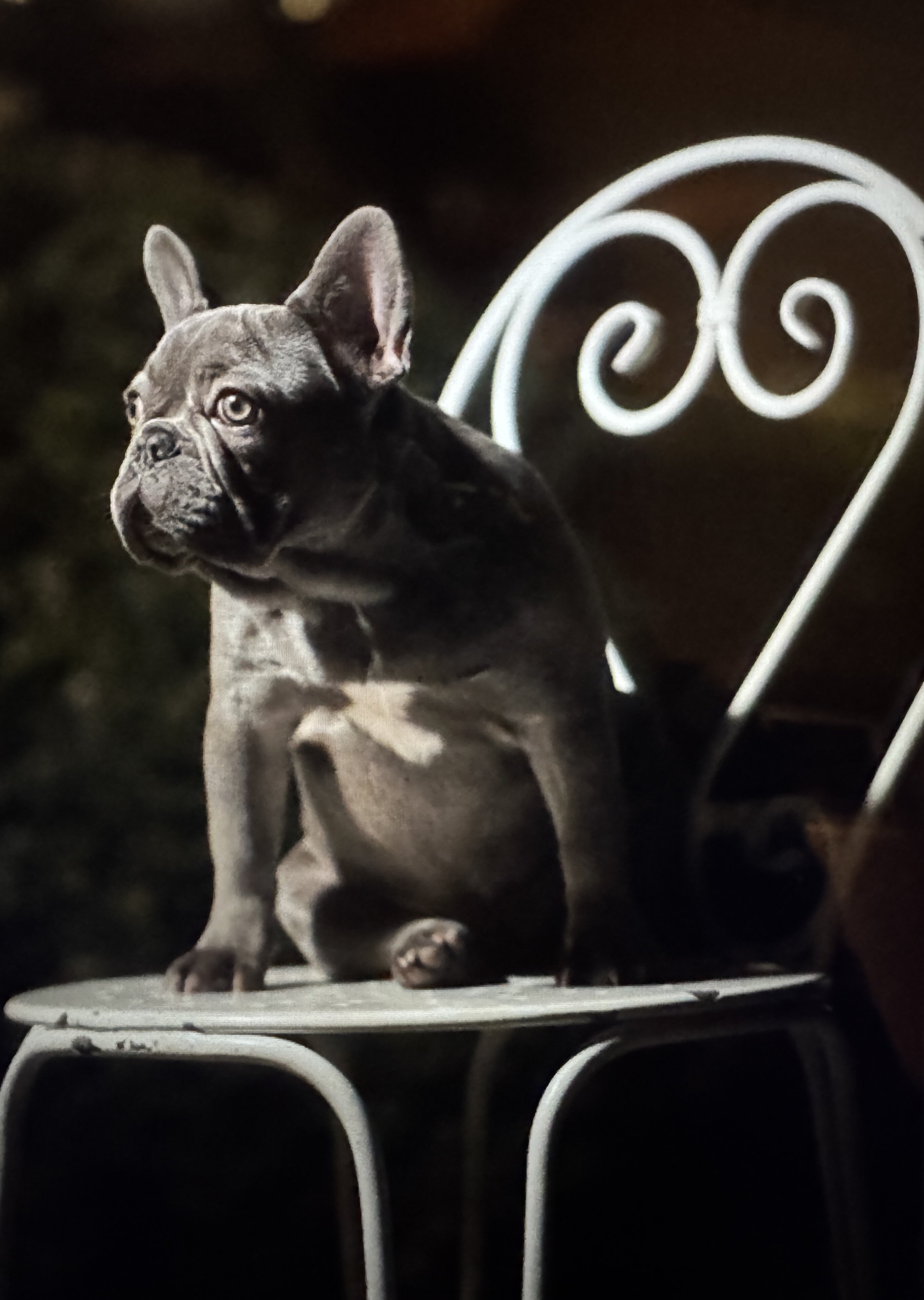 French Bulldog-Purebred-The Perfect Dog image 2