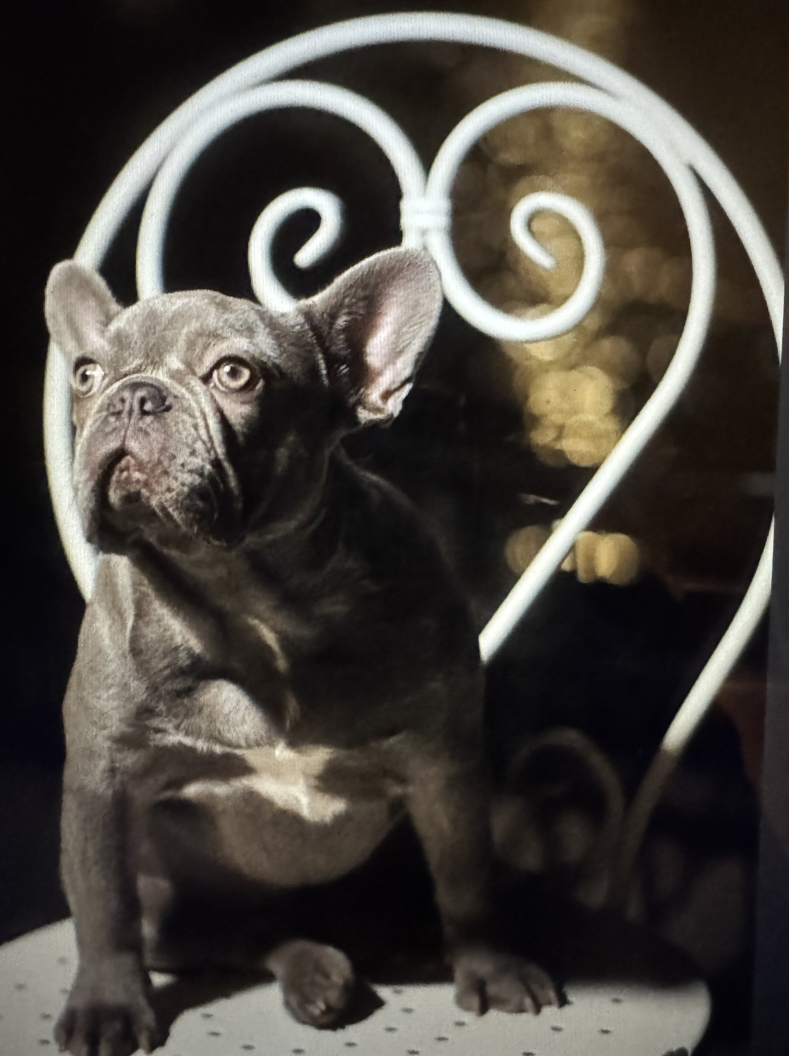 French Bulldog-Purebred-The Perfect Dog image 3