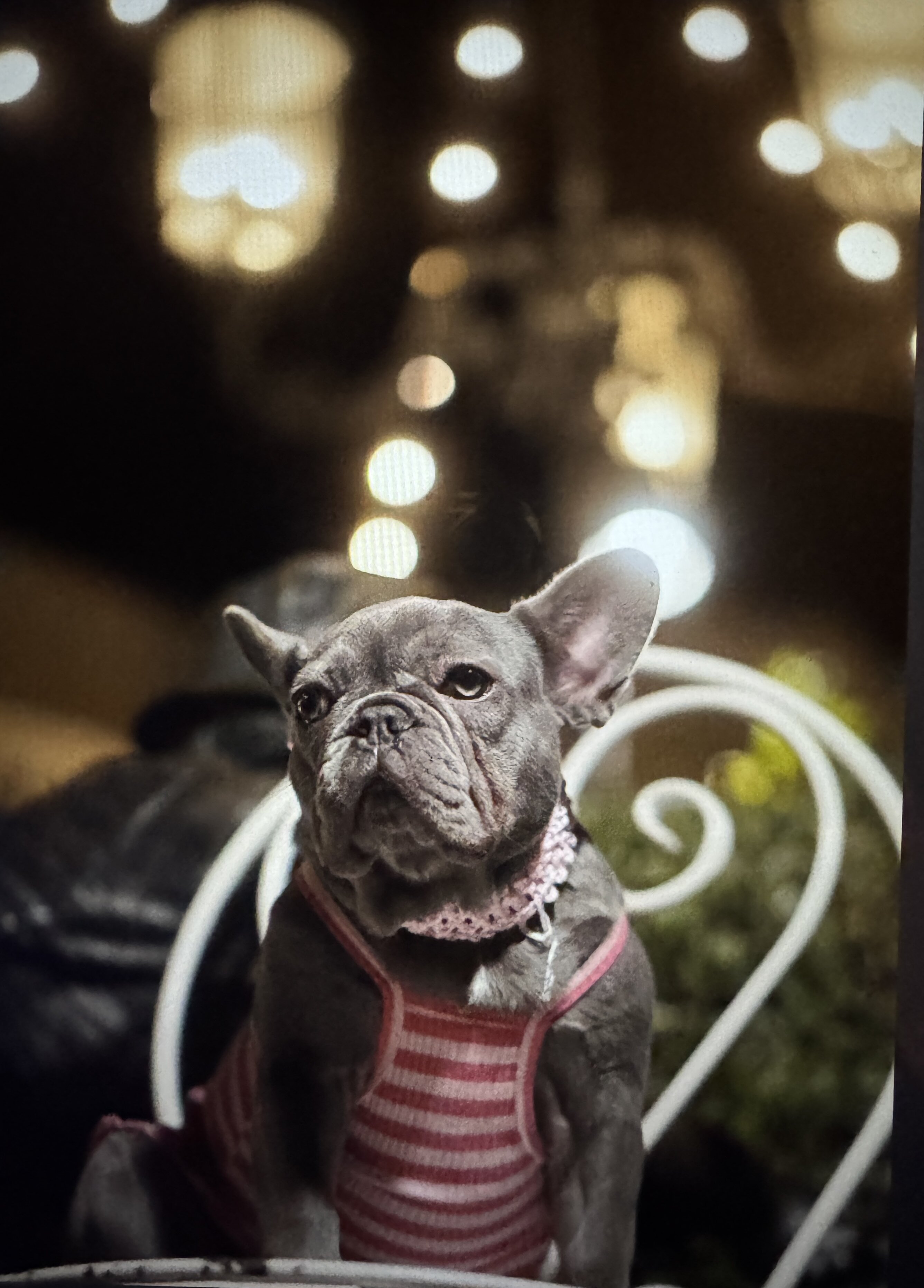 French Bulldog-Purebred-The Perfect Dog image 4
