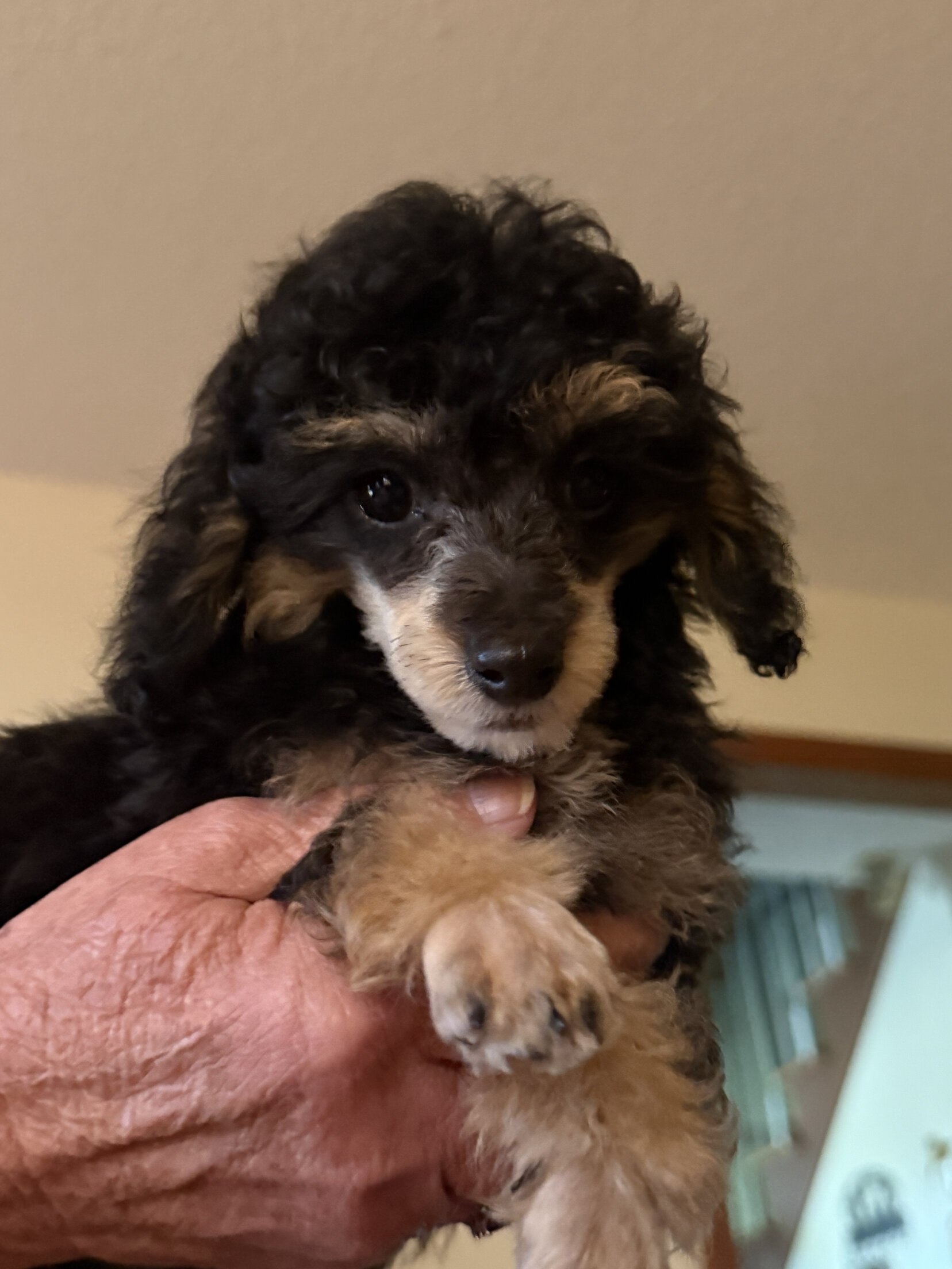 Toy Poodle image 1