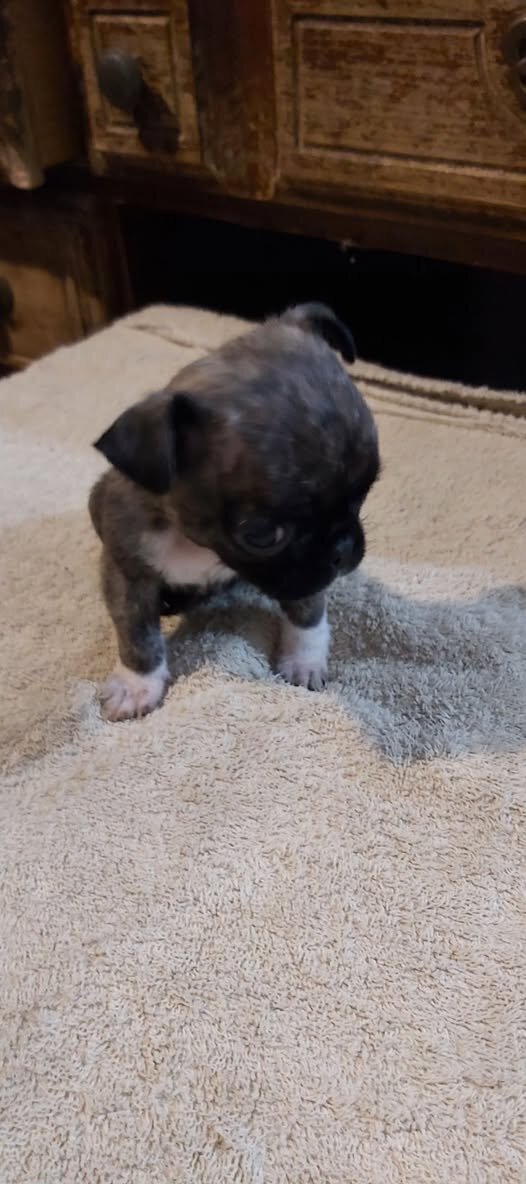 Panda pug female puppy image 2