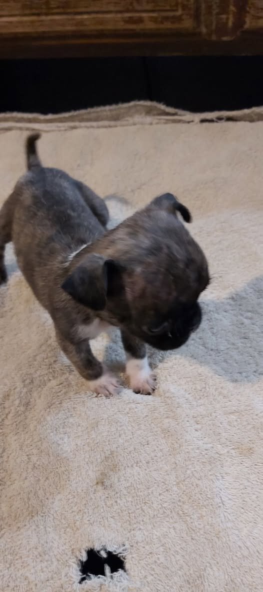 Panda pug female puppy image 3