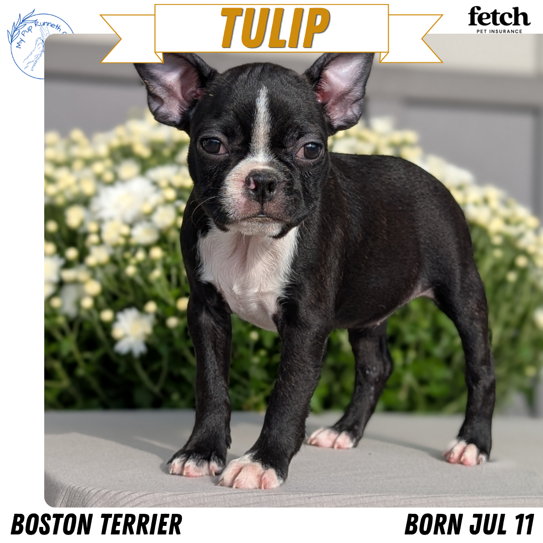 AKC BOSTON TERRIER PUPS image 2