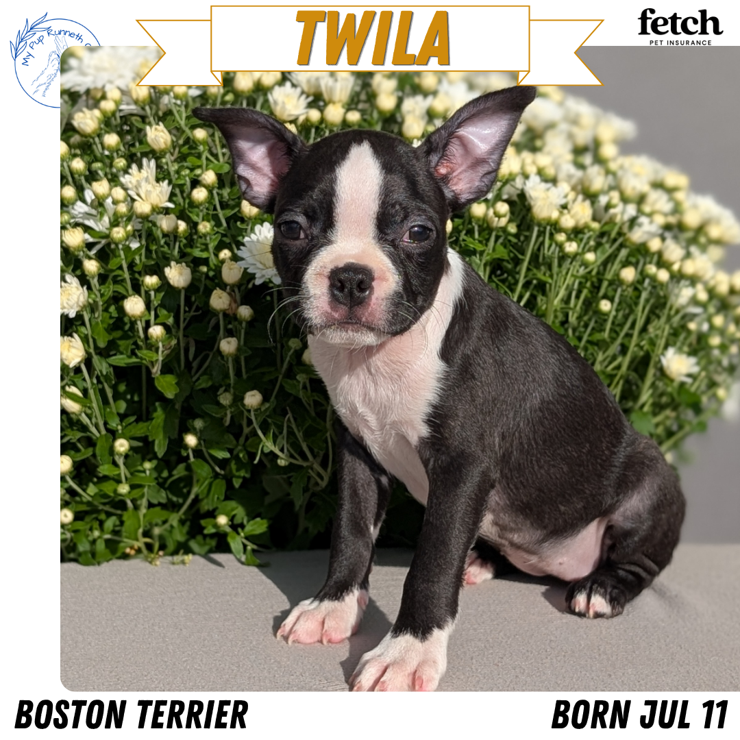 AKC BOSTON TERRIER PUPS image 3