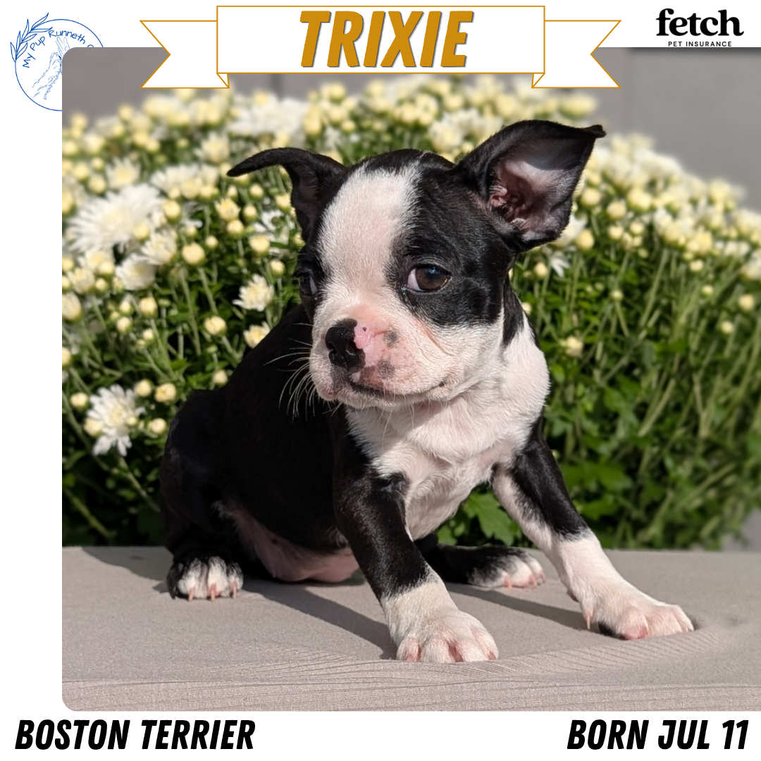AKC BOSTON TERRIER PUPS image 4