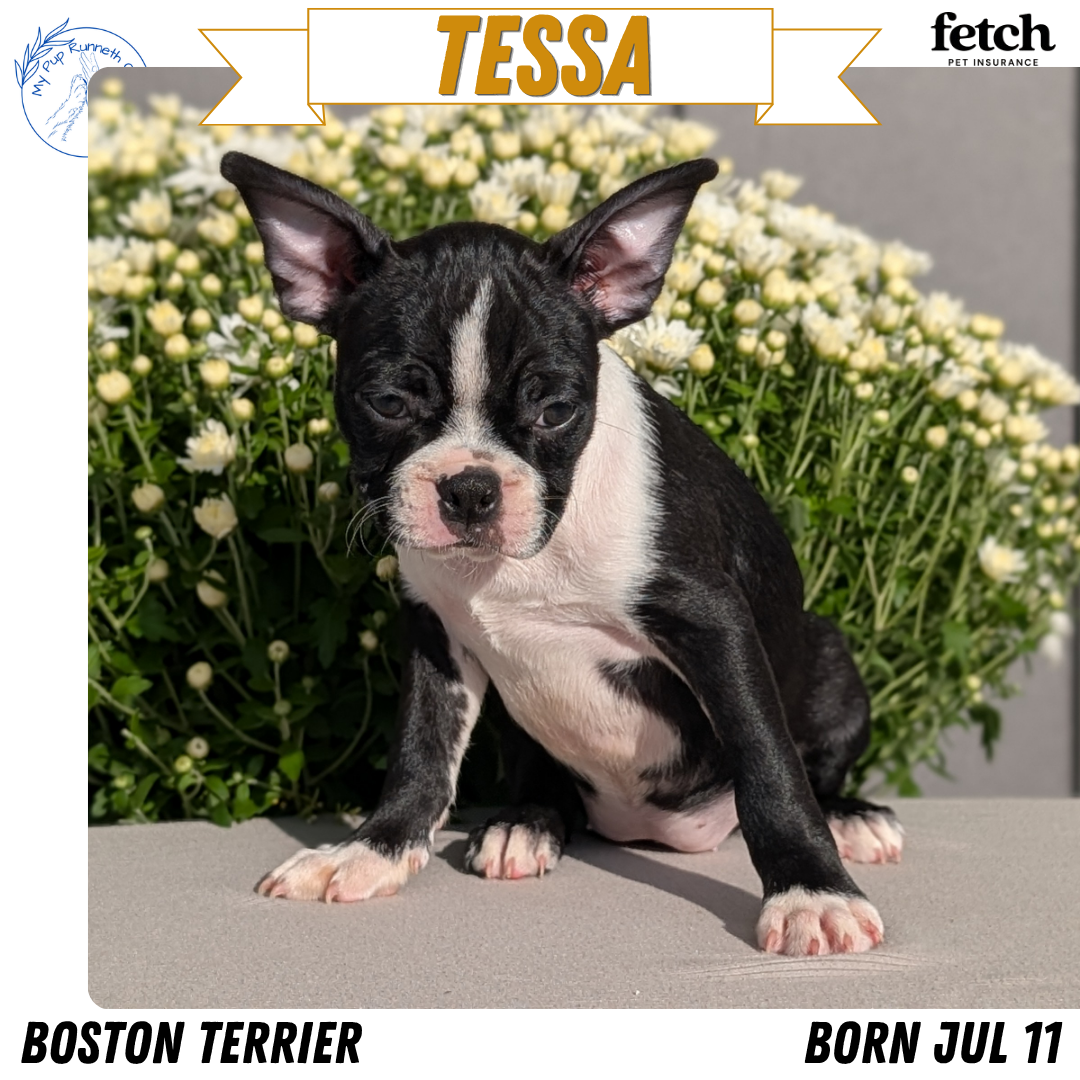 AKC BOSTON TERRIER PUPS image 5