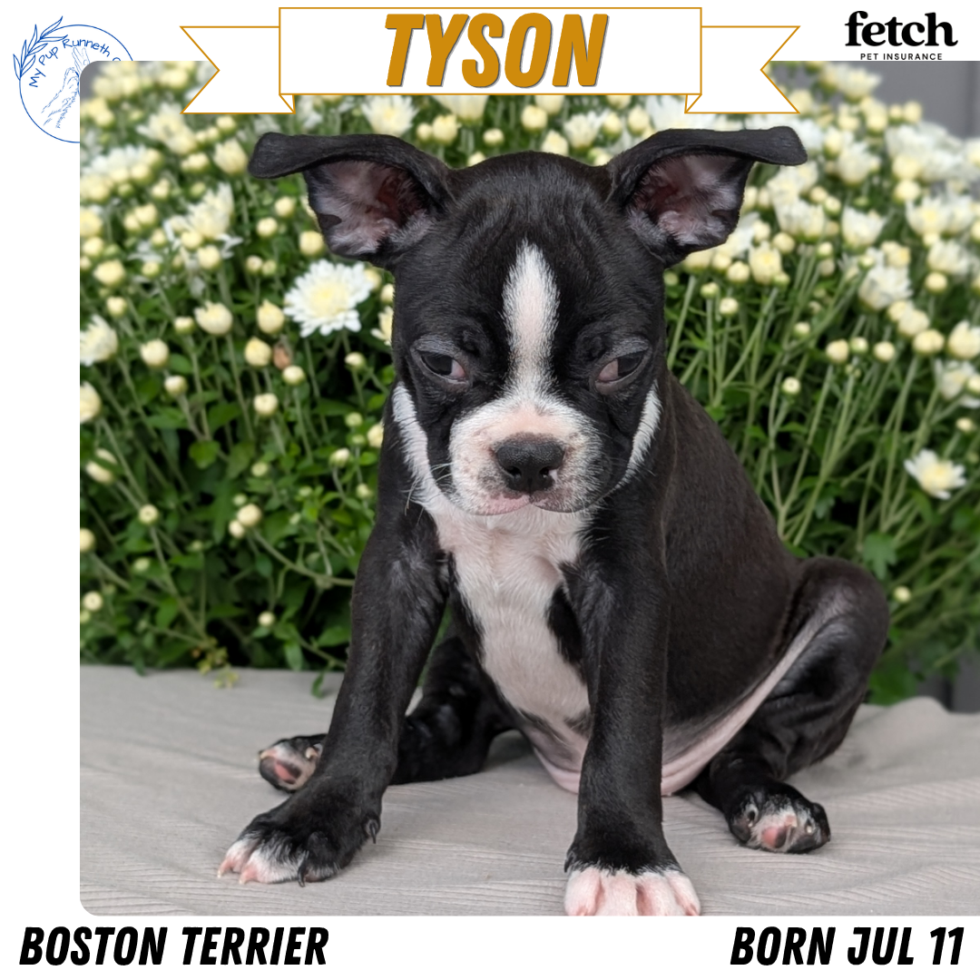 AKC BOSTON TERRIER PUPS image 6