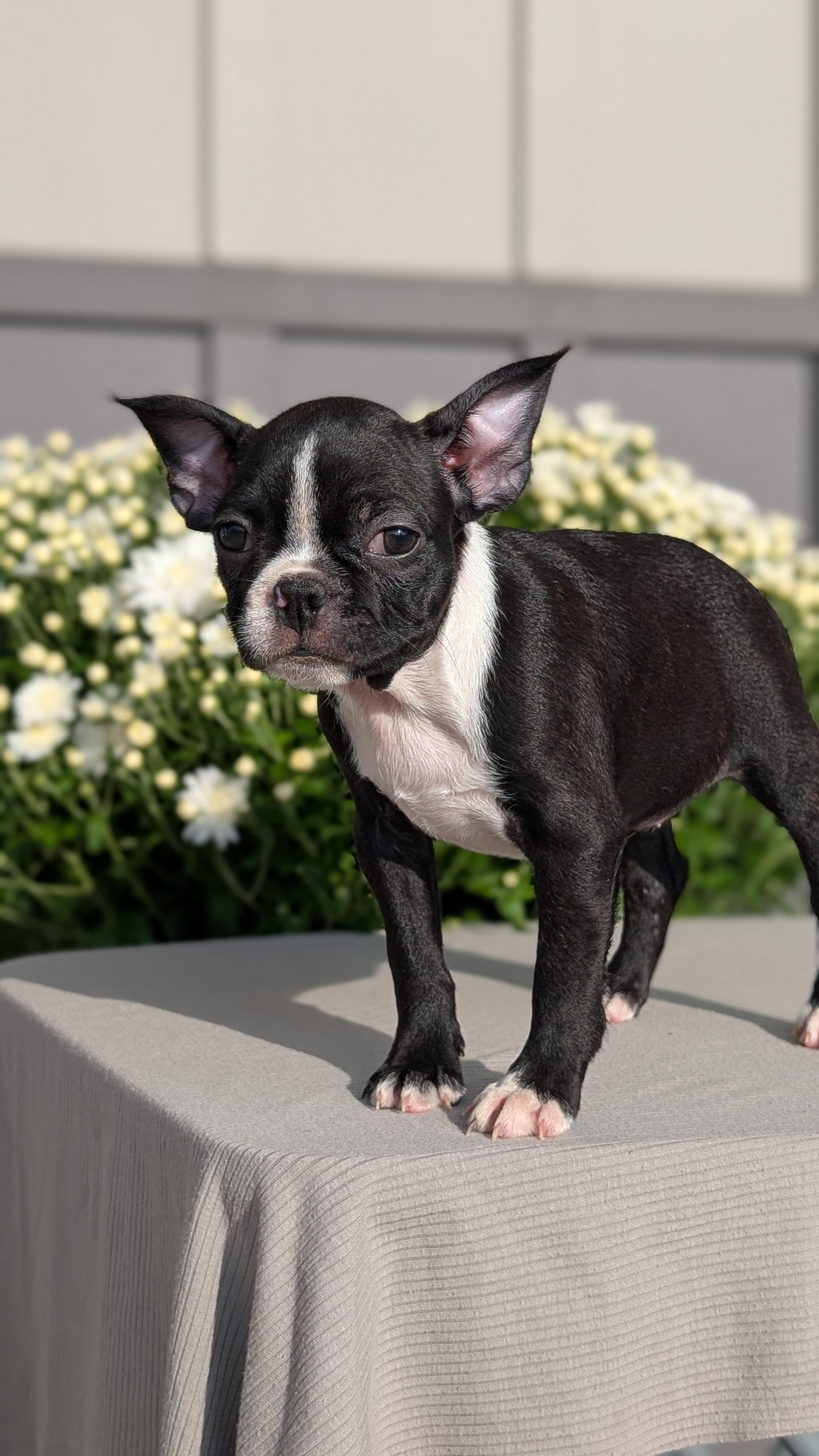 AKC BOSTON TERRIER PUPS image 9