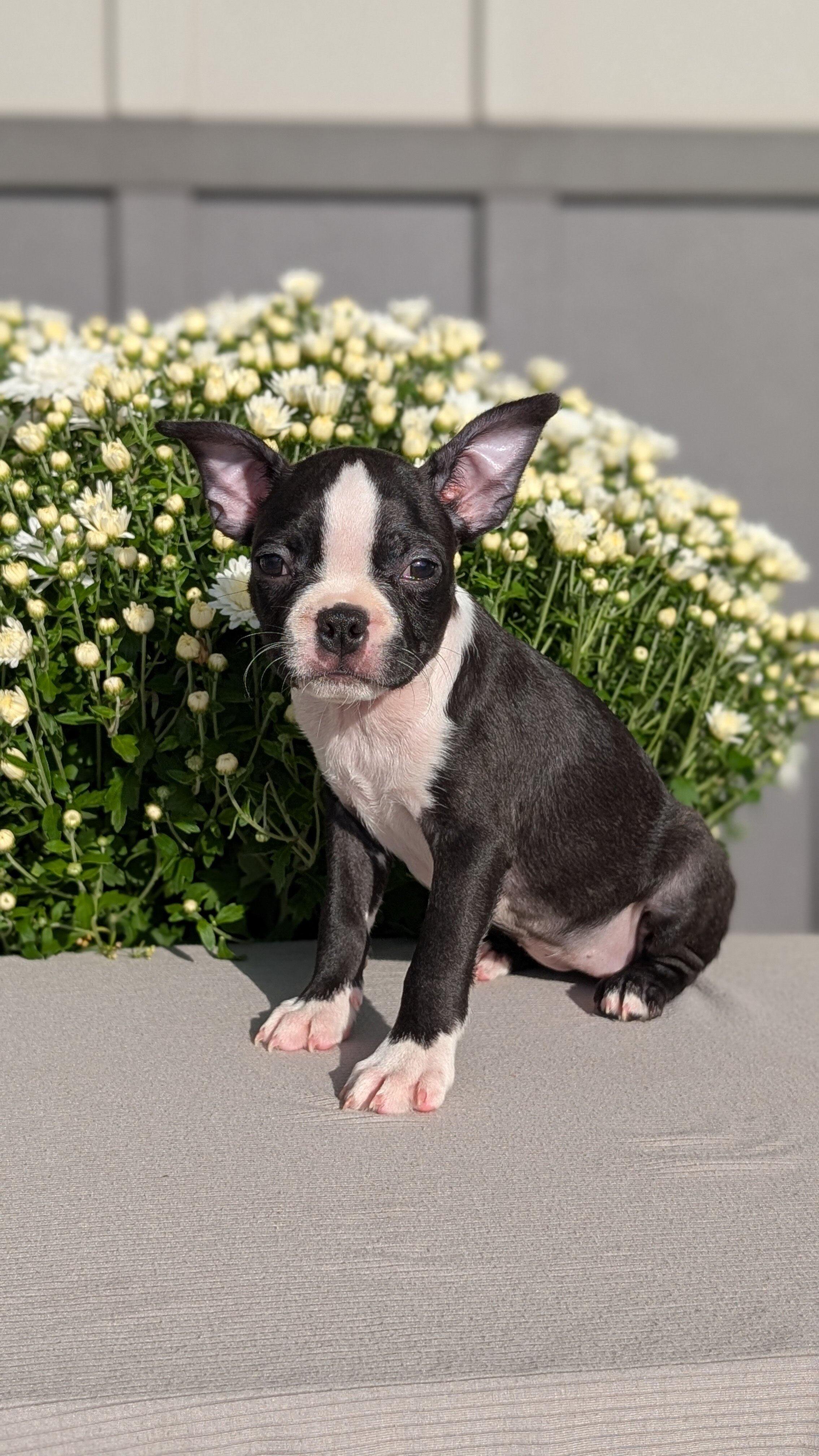 AKC BOSTON TERRIER PUPS image 8