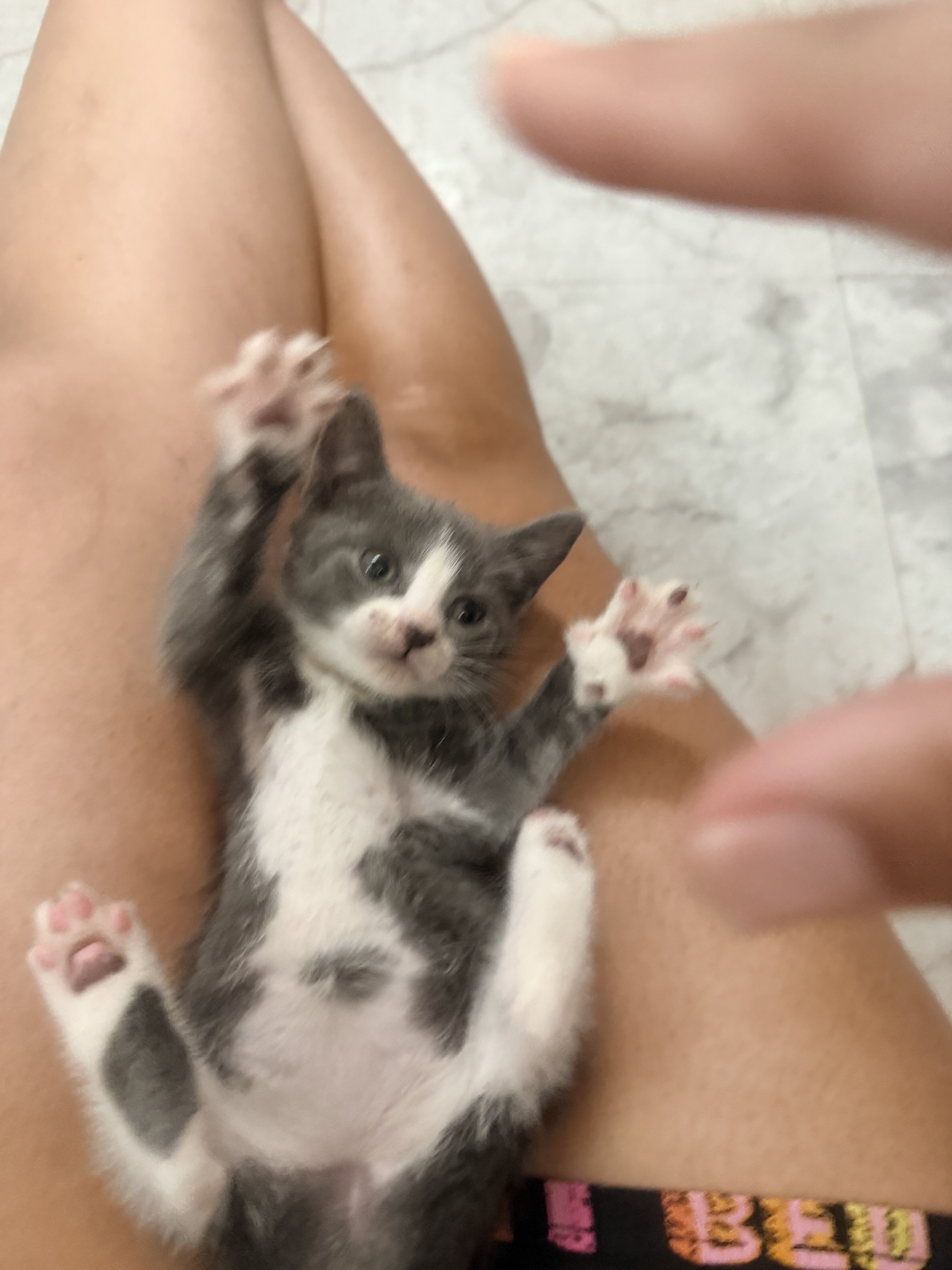 Kitten image 2