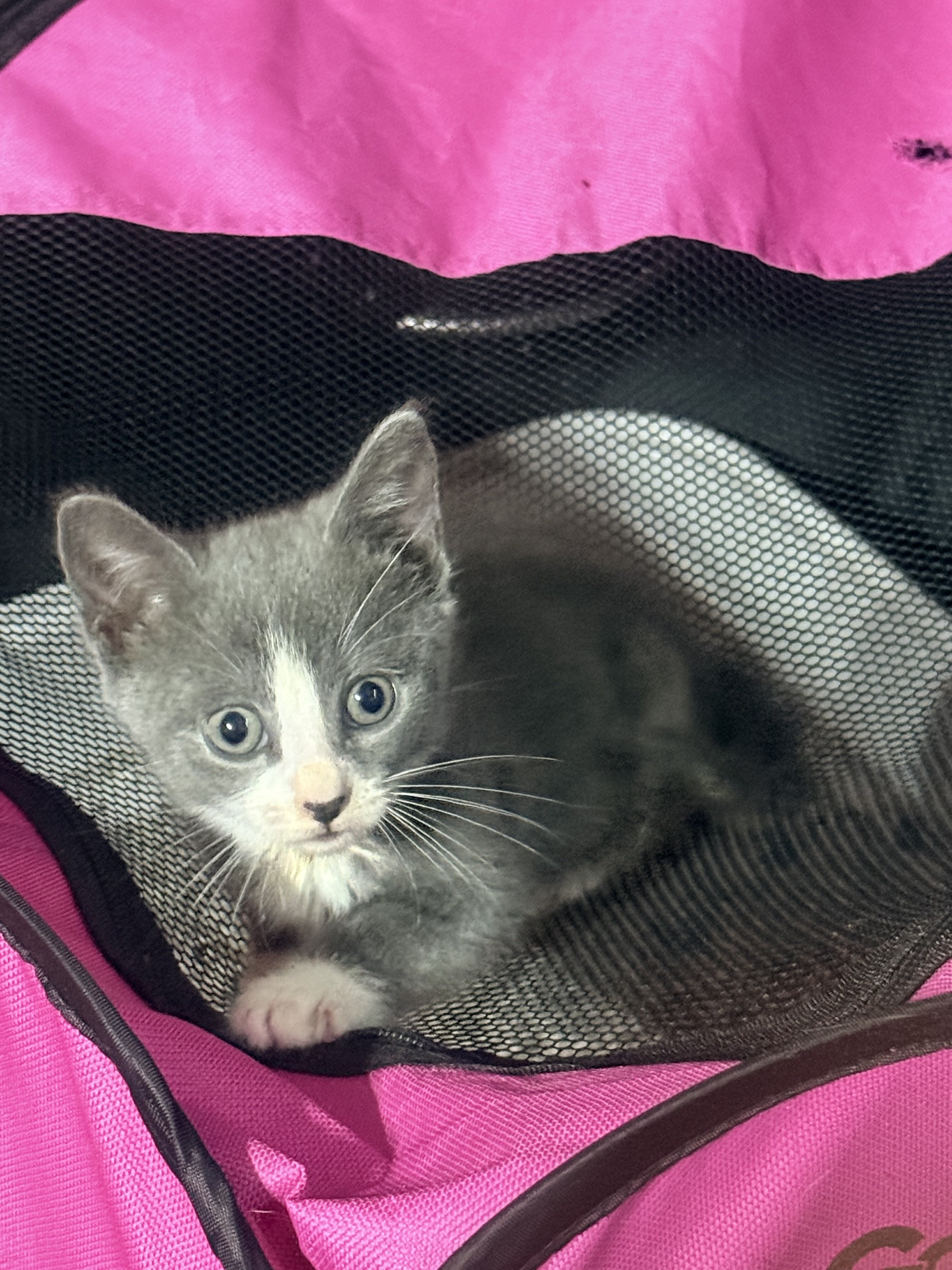 Kitten image 1
