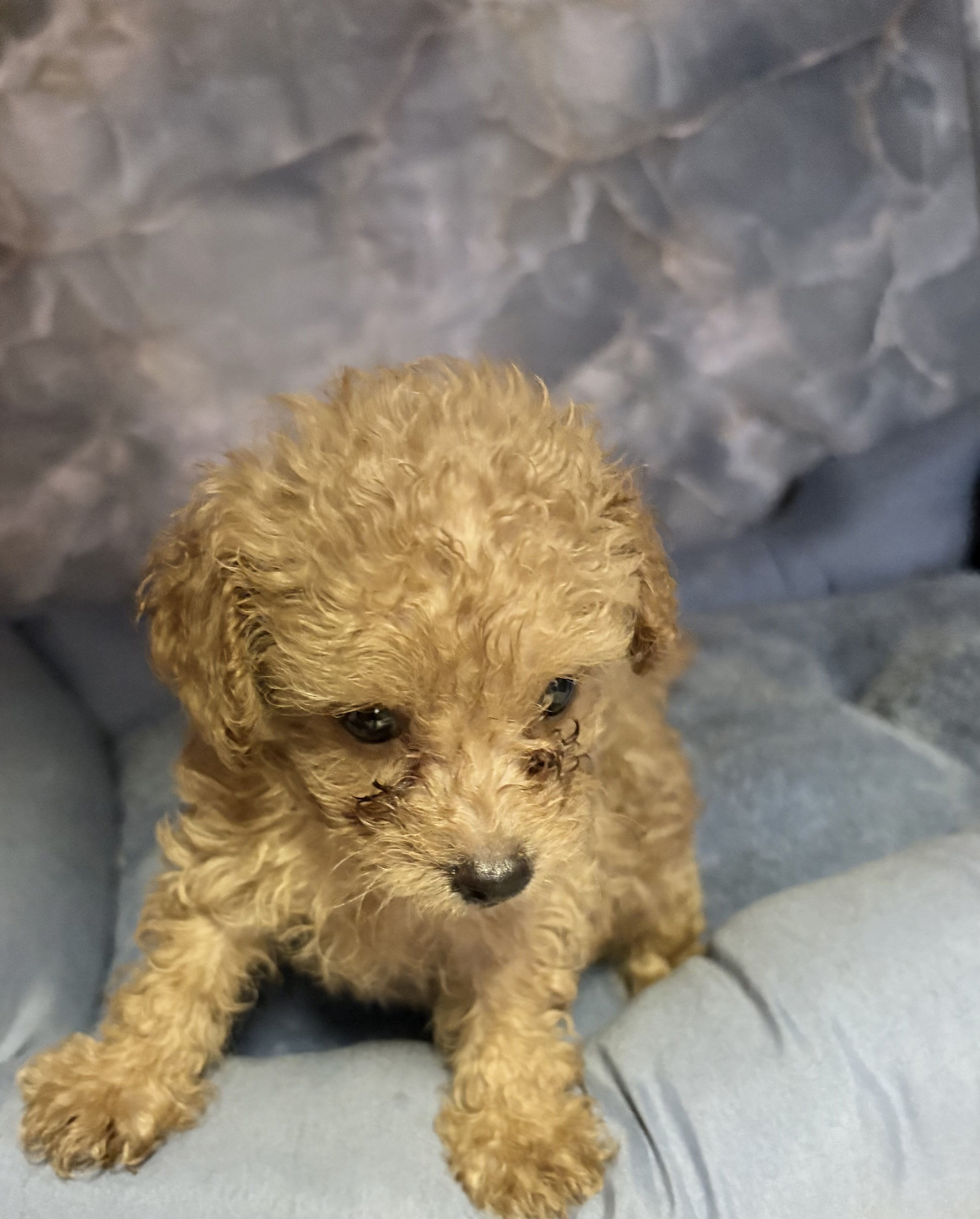 toy poodle puppies image 1