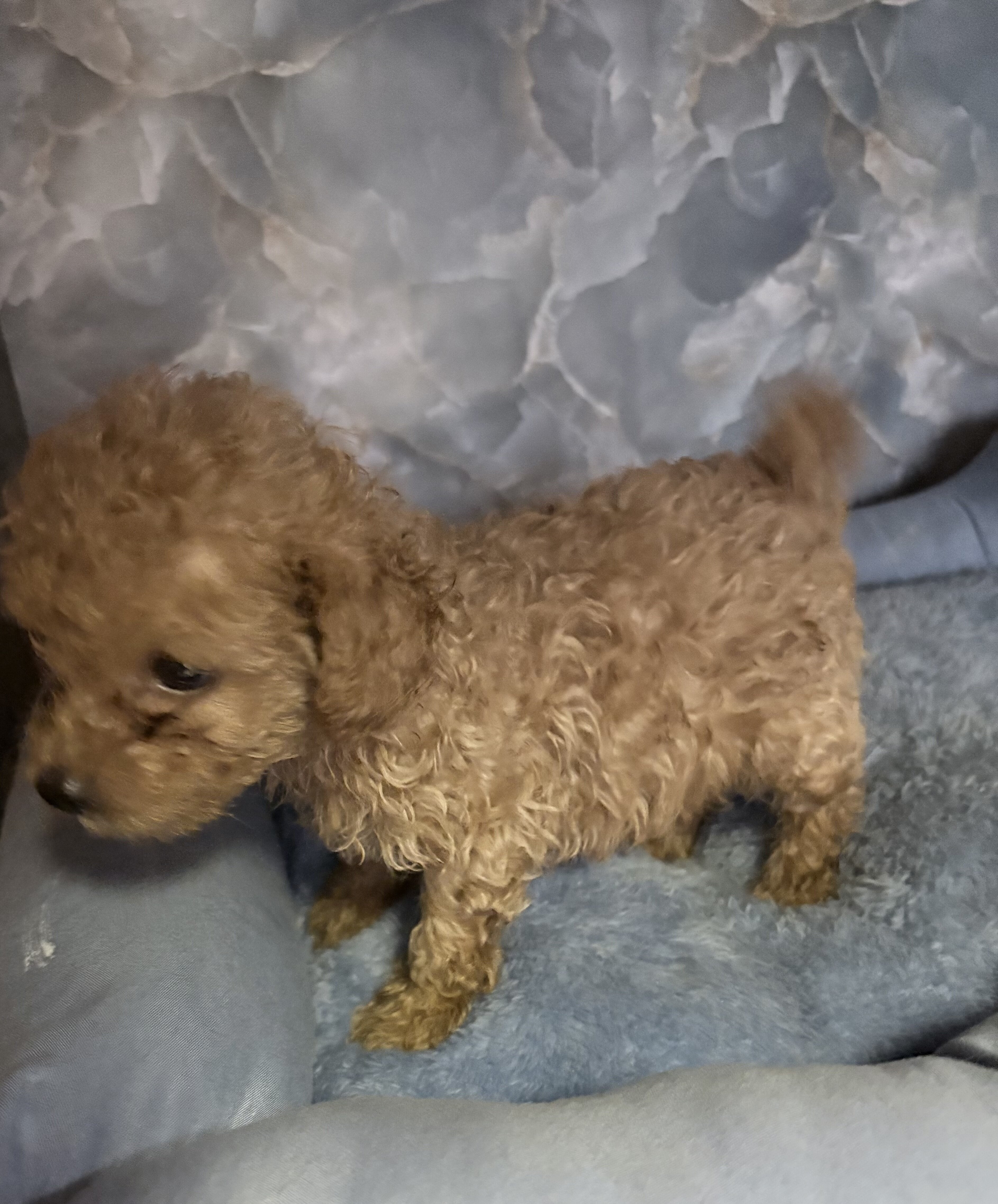 toy poodle puppies image 2