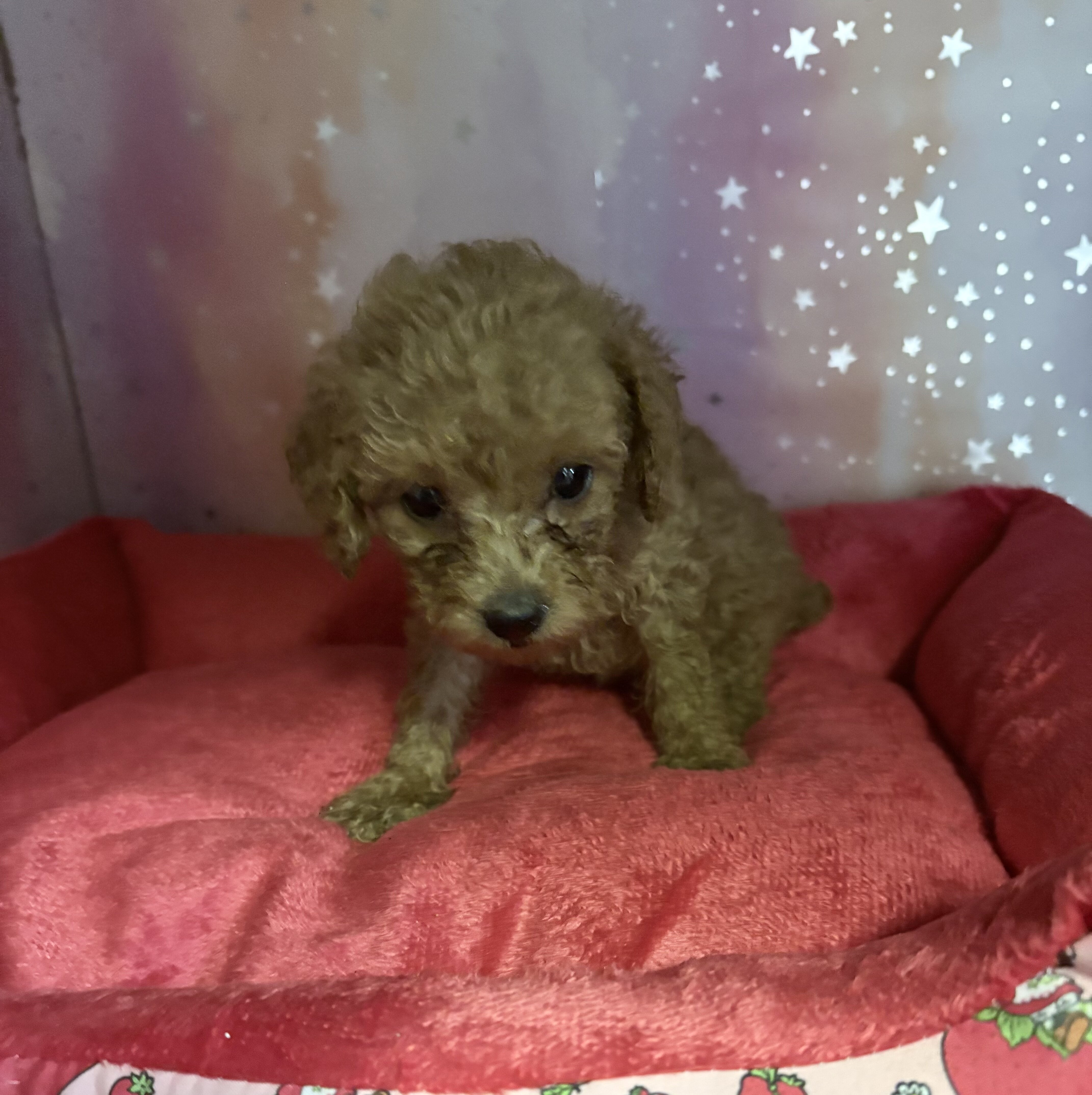 toy poodle puppies image 3