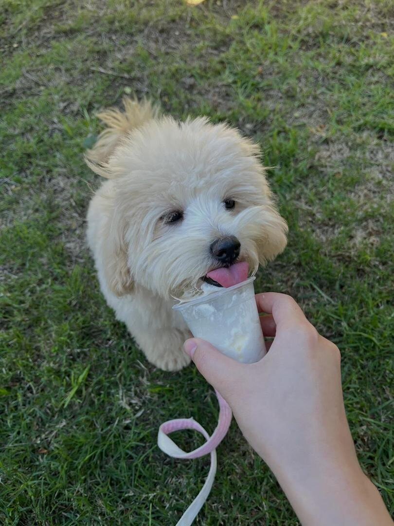 Maltipoo puppies sunnytailadoption.com 3474606164 image 1