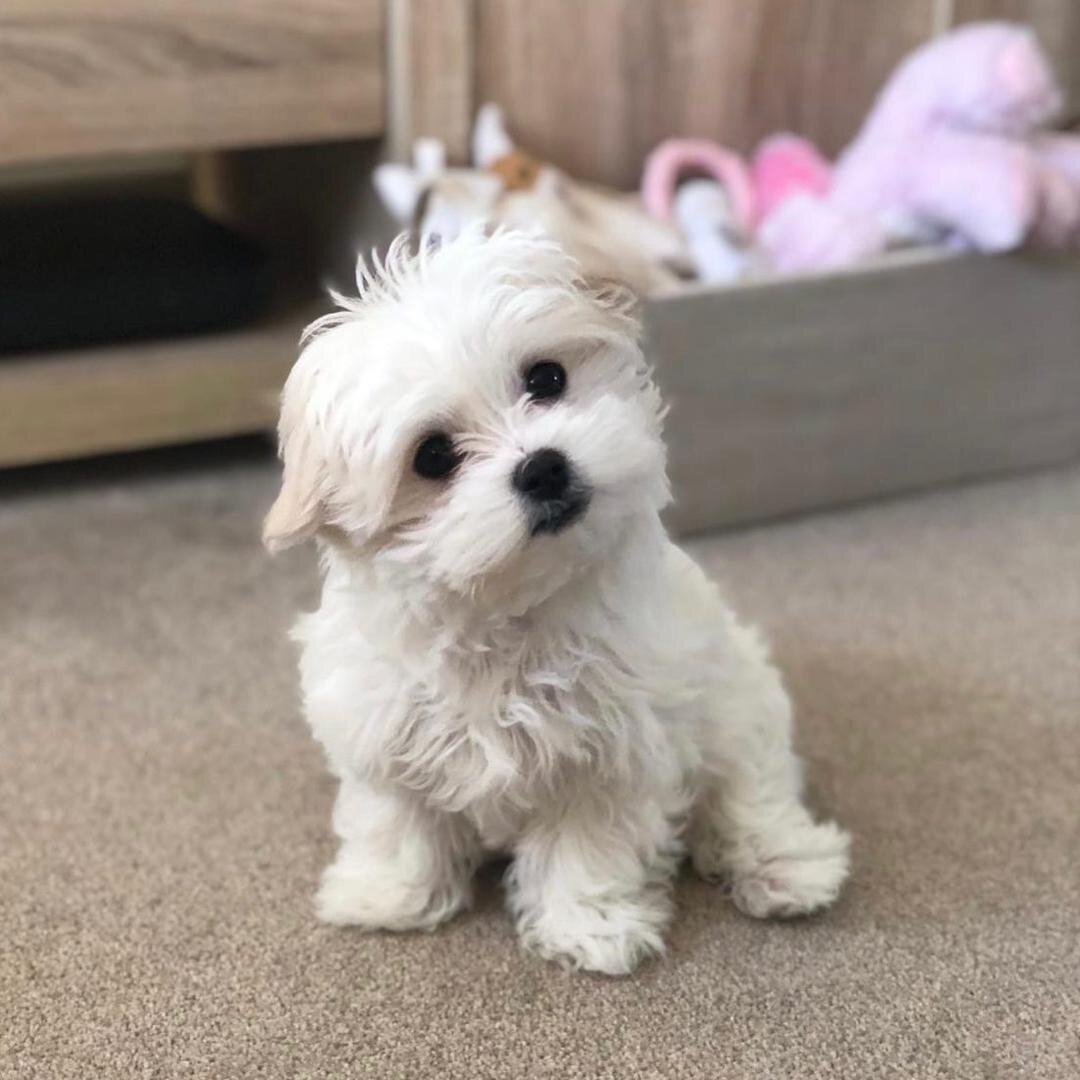 Maltipoo puppies sunnytailadoption.com 3474606164 image 2