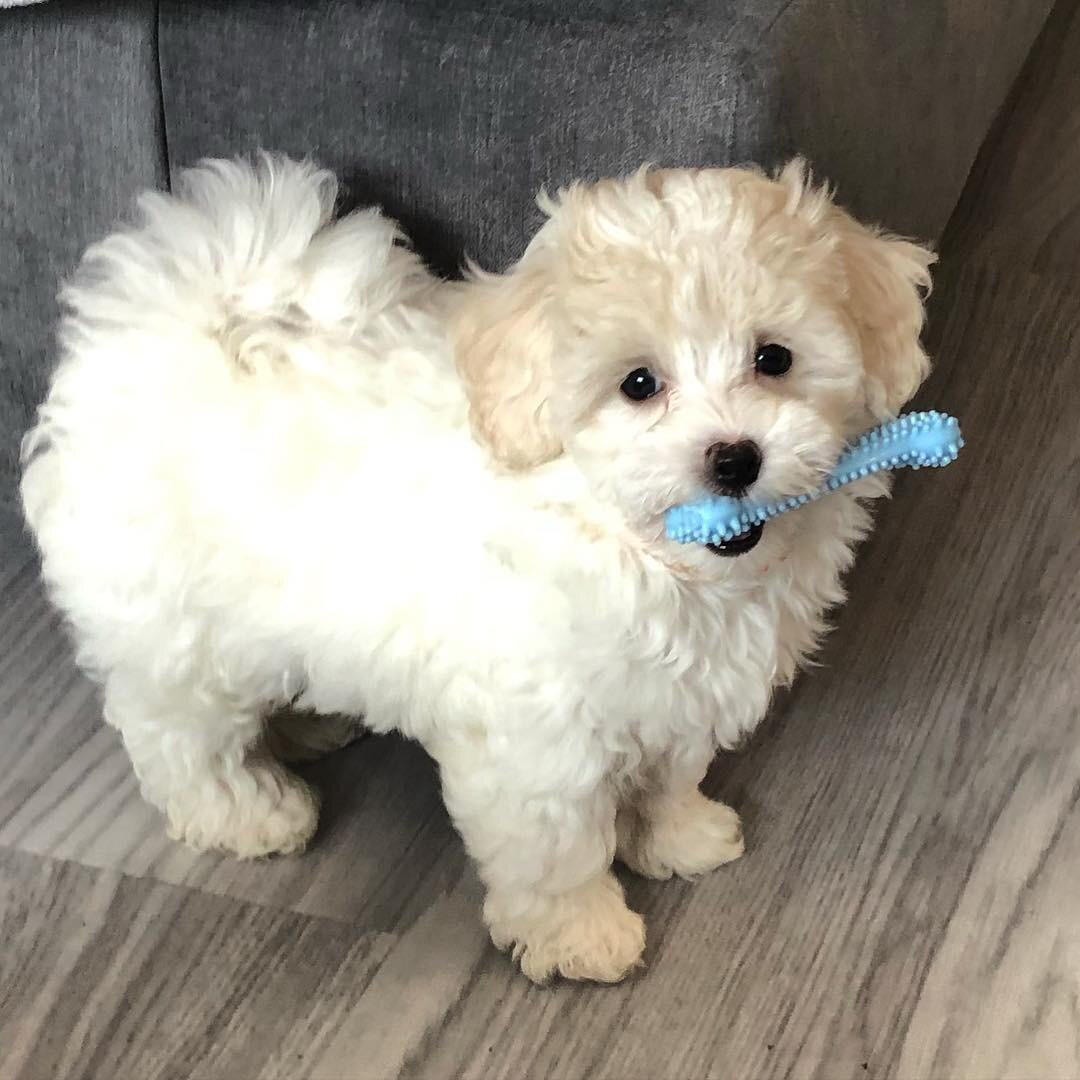 Maltipoo puppies sunnytailadoption.com 3474606164 image 5