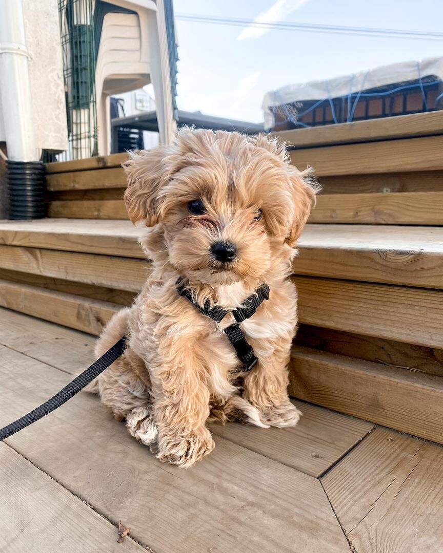 Maltipoo puppies sunnytailadoption.com 3474606164 image 6
