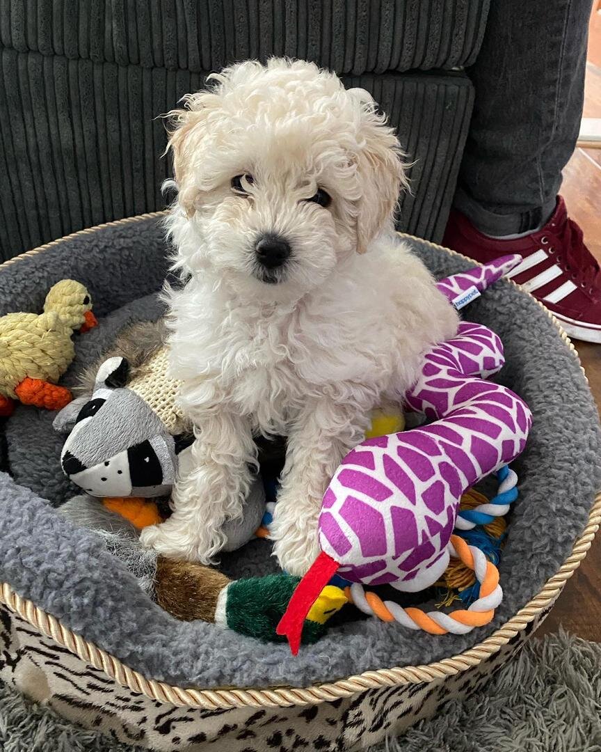 Maltipoo puppies sunnytailadoption.com 3474606164 image 7