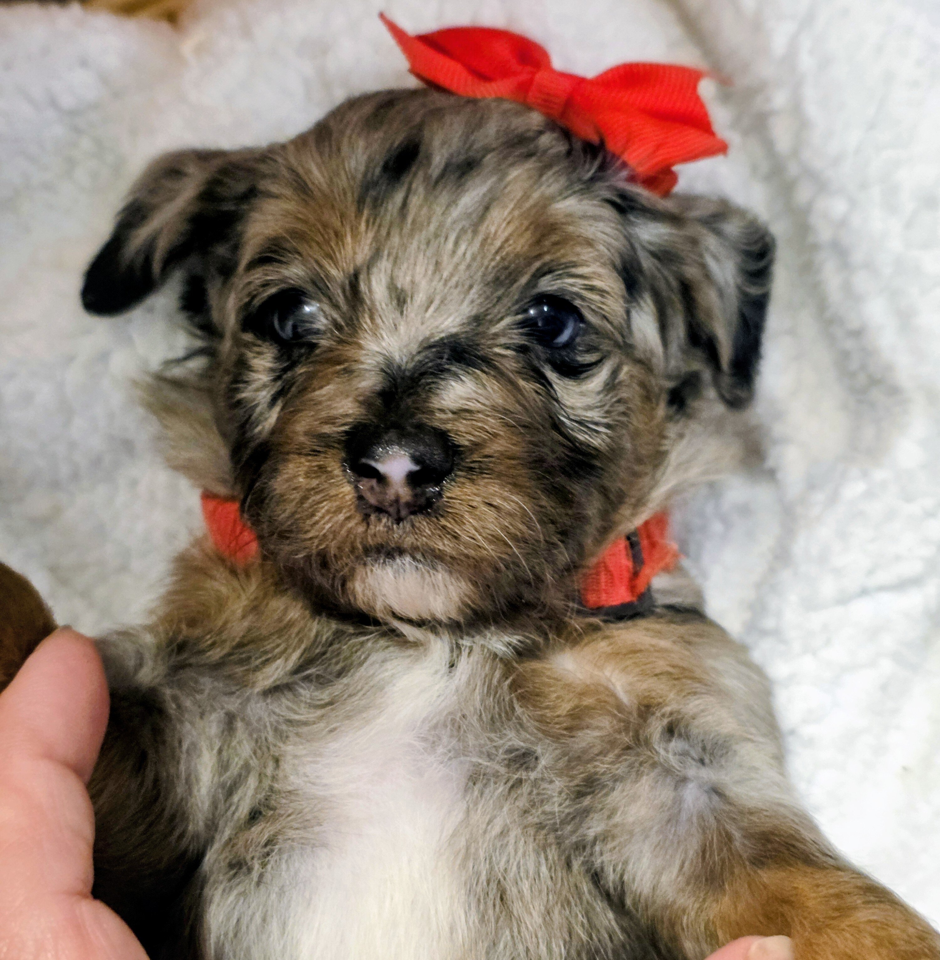 Miniature Bernedoodles image 1